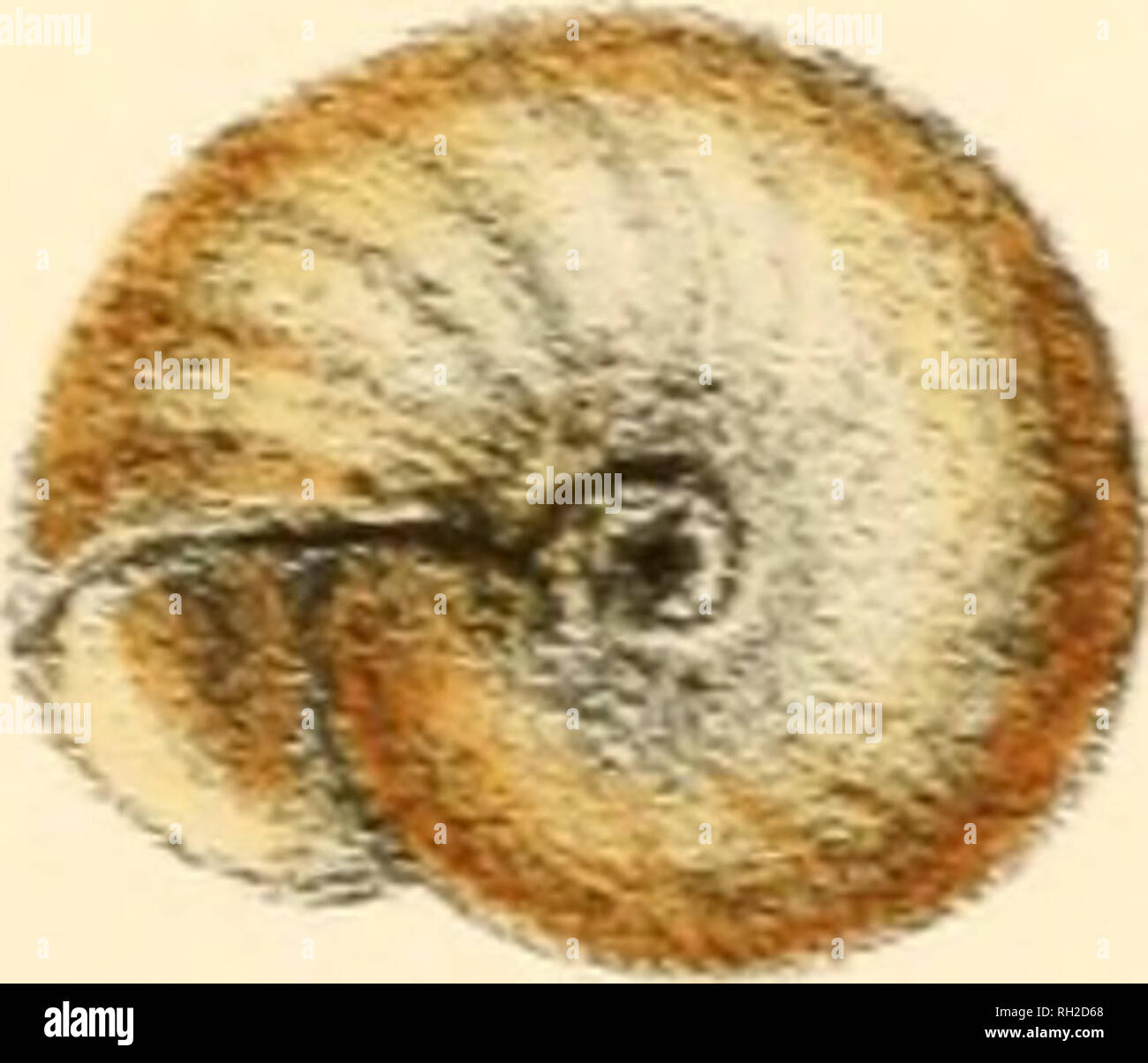 . British conchology, o un account dei molluschi che ora abitano le ...