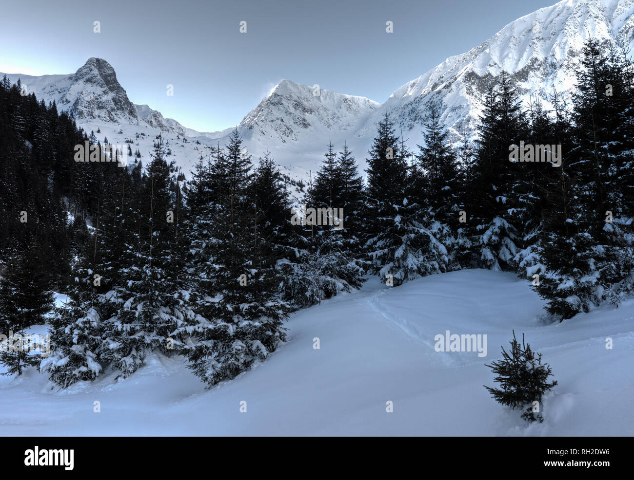 Bella mattinata invernale in montagna con alberi Coveded dalla neve Foto Stock