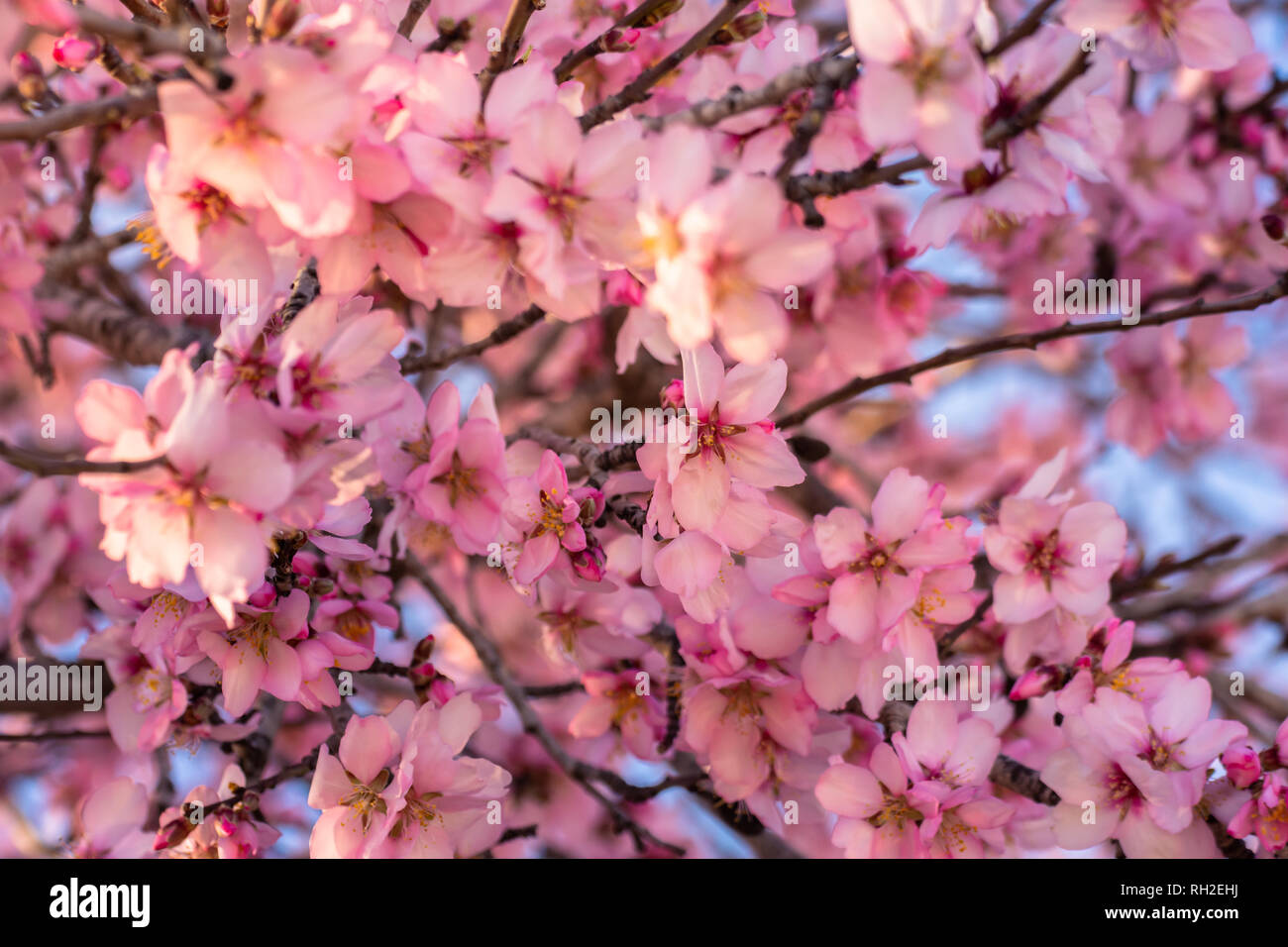 Close up della fioritura dei mandorli. Bellissimo fiore di mandorla fiore in primavera dello sfondo. Natura bella scena con albero in fiore e sun flare Foto Stock