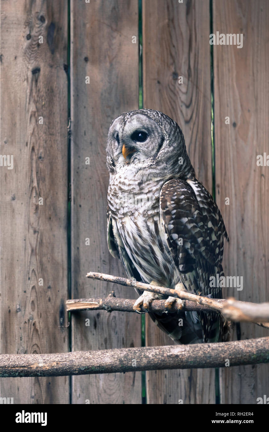 Il gufo sbarrata (lat. Strix varia), anche noto come northern sbarrate owl o hoot owl, è un vero gufo nativa per Nord America orientale Foto Stock