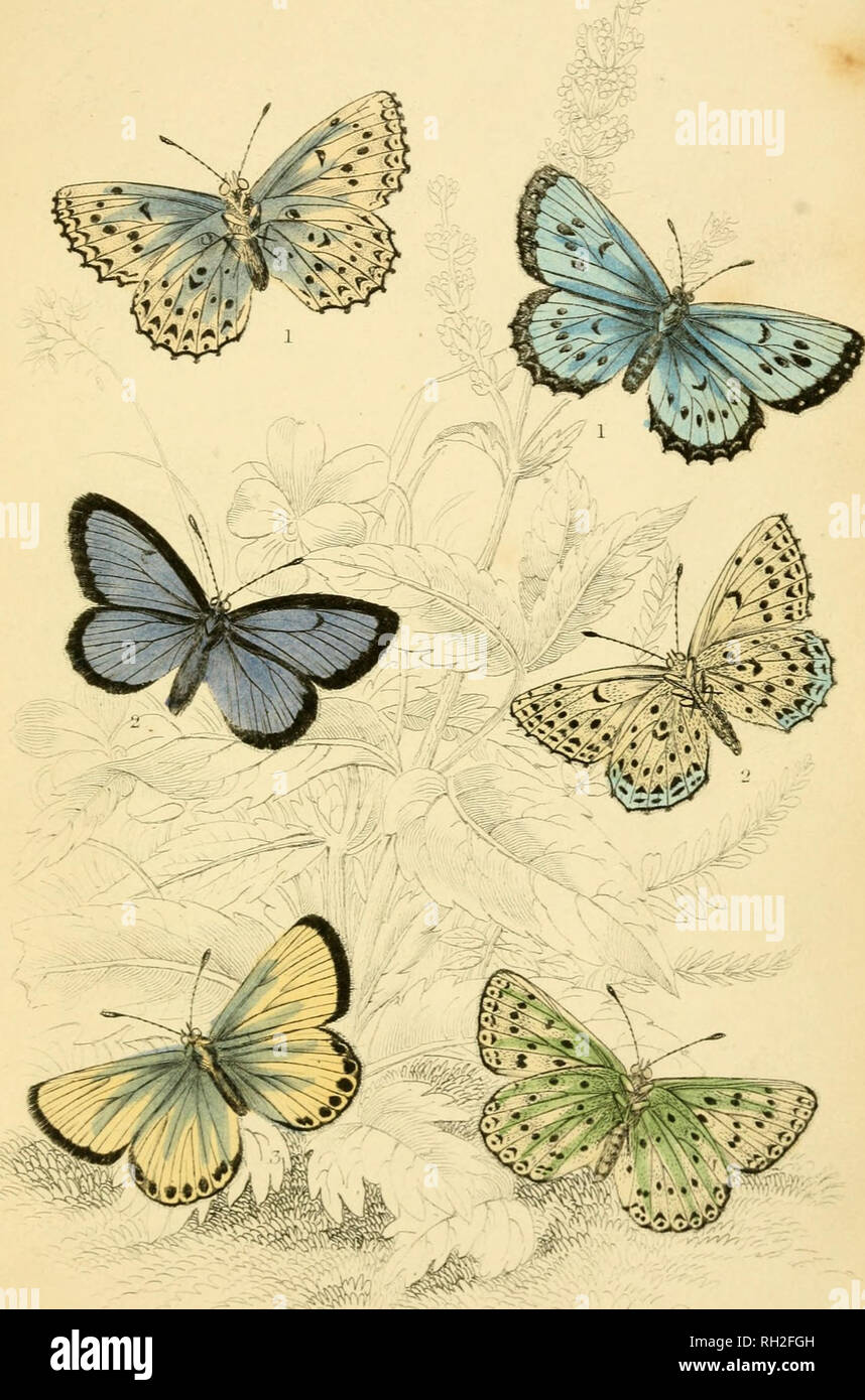 . British farfalle. Werner, Abraham Gottlob, 1749-1817; farfalle. La piastra 32. Si prega di notare che queste immagini vengono estratte dalla pagina sottoposta a scansione di immagini che possono essere state migliorate digitalmente per la leggibilità - Colorazione e aspetto di queste illustrazioni potrebbero non perfettamente assomigliano al lavoro originale. Duncan James, 1804-1861; Cuvier, Georges, barone, 1769-1832; Jardine, William, Sir, 1800-1874; Burth, Edward Henry, ex proprietario. DSI. Edinburgh : W. H. Lizars ; Londra : Henry G. Bohn Foto Stock