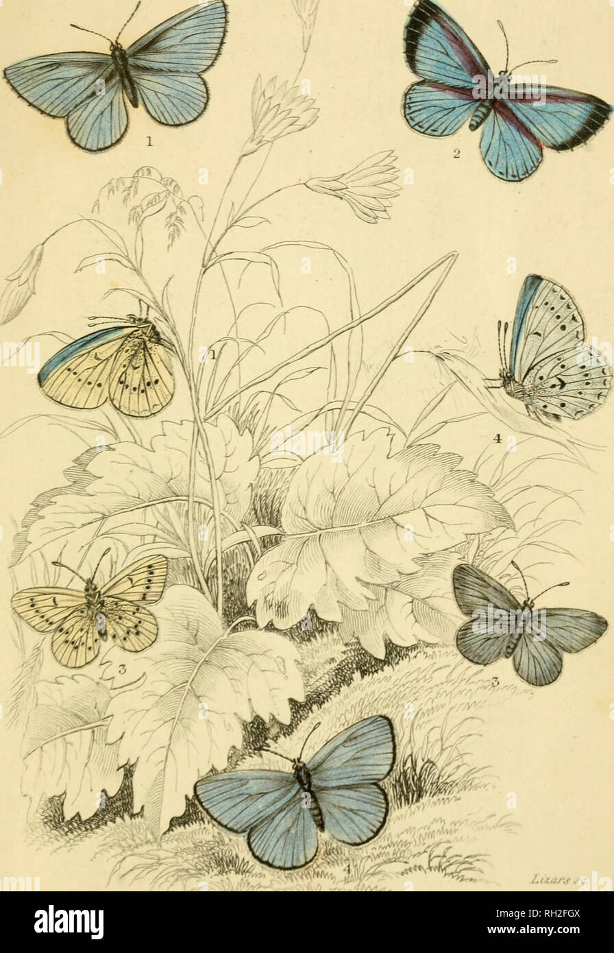 . British farfalle. Werner, Abraham Gottlob, 1749-1817; farfalle. : ImmatusArgiolusMaU 2Femal â blu, . llfus, Bedford annunci blu. Maxarine blu. Si prega di notare che queste immagini vengono estratte dalla pagina sottoposta a scansione di immagini che possono essere state migliorate digitalmente per la leggibilità - Colorazione e aspetto di queste illustrazioni potrebbero non perfettamente assomigliano al lavoro originale. Duncan James, 1804-1861; Cuvier, Georges, barone, 1769-1832; Jardine, William, Sir, 1800-1874; Burth, Edward Henry, ex proprietario. DSI. Edinburgh : W. H. Lizars ; Londra : Henry G. Bohn Foto Stock