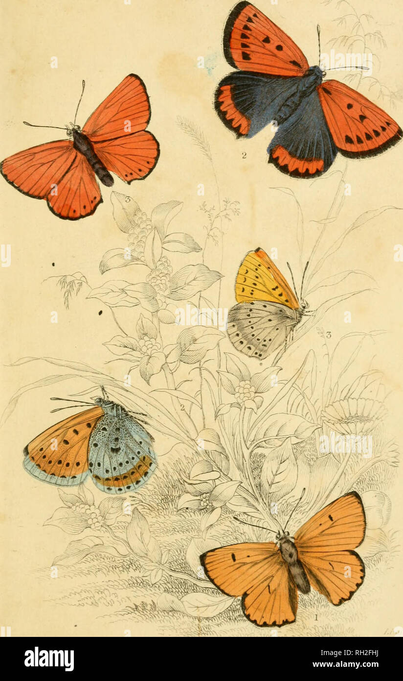 . British farfalle. Werner, Abraham Gottlob, 1749-1817; farfalle. -. Si prega di notare che queste immagini vengono estratte dalla pagina sottoposta a scansione di immagini che possono essere state migliorate digitalmente per la leggibilità - Colorazione e aspetto di queste illustrazioni potrebbero non perfettamente assomigliano al lavoro originale. Duncan James, 1804-1861; Cuvier, Georges, barone, 1769-1832; Jardine, William, Sir, 1800-1874; Burth, Edward Henry, ex proprietario. DSI. Edinburgh : W. H. Lizars ; Londra : Henry G. Bohn Foto Stock