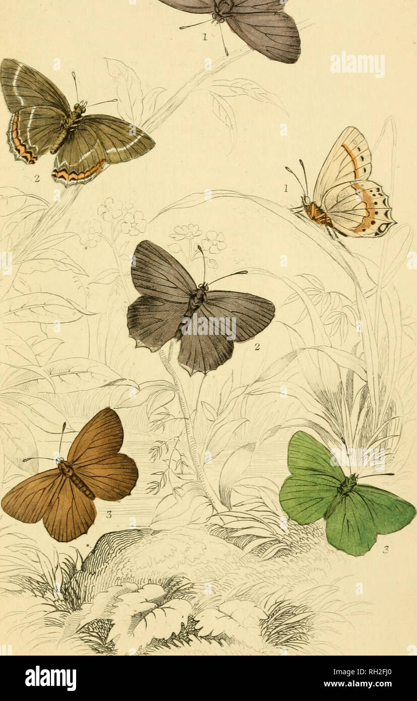 . British farfalle. Werner, Abraham Gottlob, 1749-1817; farfalle. $' f&GT;. ?N. 1. Theda-fruni. Nero /,,&LT;,, ier capelli-streak o.Ihccla //.. Si prega di notare che queste immagini vengono estratte dalla pagina sottoposta a scansione di immagini che possono essere state migliorate digitalmente per la leggibilità - Colorazione e aspetto di queste illustrazioni potrebbero non perfettamente assomigliano al lavoro originale. Duncan James, 1804-1861; Cuvier, Georges, barone, 1769-1832; Jardine, William, Sir, 1800-1874; Burth, Edward Henry, ex proprietario. DSI. Edinburgh : W. H. Lizars ; Londra : Henry G. Bohn Foto Stock