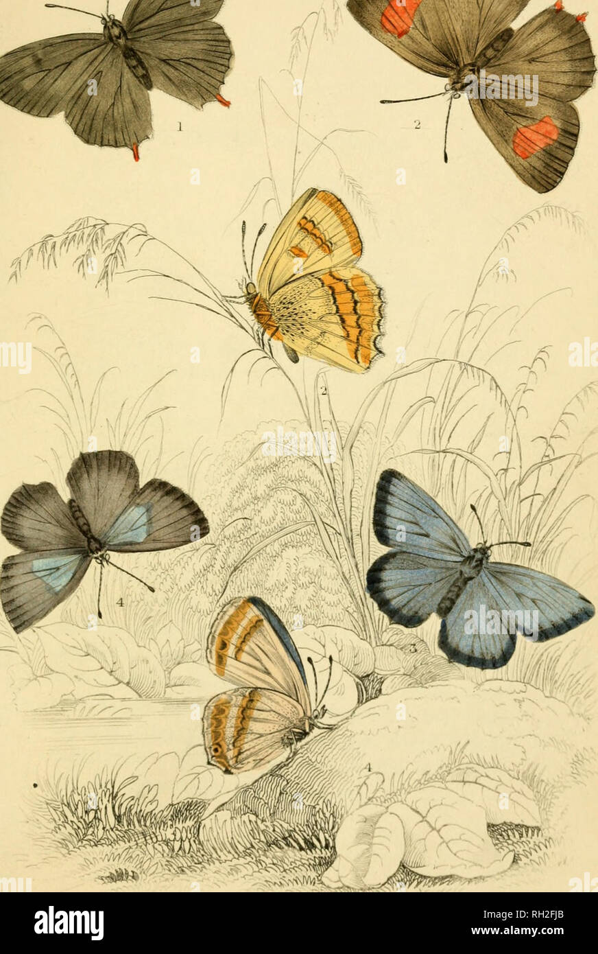 . British farfalle. Werner, Abraham Gottlob, 1749-1817; farfalle. ho â€"3. .Theela.3otul46maschio 2 ofaQuercus fern* Aht.iL- /&GT;'/â &gt;:â &gt;un- Viola Sati rto. Si prega di notare che queste immagini vengono estratte dalla pagina sottoposta a scansione di immagini che possono essere state migliorate digitalmente per la leggibilità - Colorazione e aspetto di queste illustrazioni potrebbero non perfettamente assomigliano al lavoro originale. Duncan James, 1804-1861; Cuvier, Georges, barone, 1769-1832; Jardine, William, Sir, 1800-1874; Burth, Edward Henry, ex proprietario. DSI. Edinburgh : W. H. Lizars ; Londra : Henry G. Bohn Foto Stock