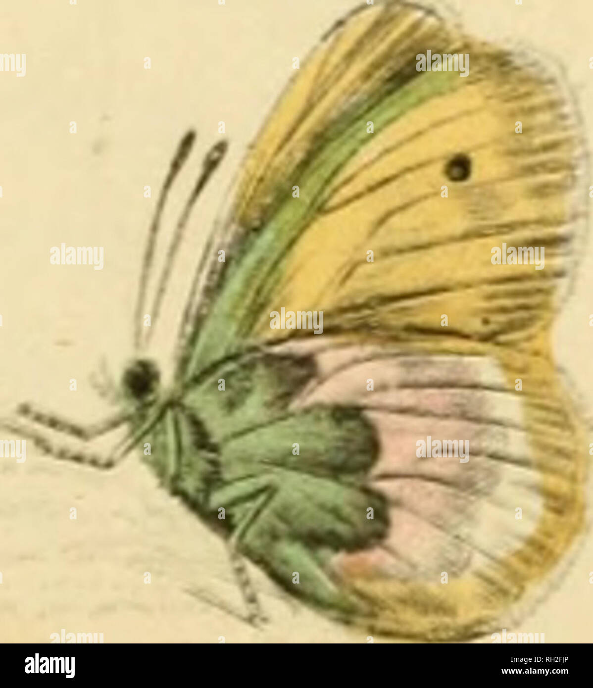 . British farfalle. Werner, Abraham Gottlob, 1749-1817; farfalle. J Htpparctua. tiitvus Falydama Marsh Kinglet FampftUus SmallffeatJi B. Si prega di notare che queste immagini vengono estratte dalla pagina sottoposta a scansione di immagini che possono essere state migliorate digitalmente per la leggibilità - Colorazione e aspetto di queste illustrazioni potrebbero non perfettamente assomigliano al lavoro originale. Duncan James, 1804-1861; Cuvier, Georges, barone, 1769-1832; Jardine, William, Sir, 1800-1874; Burth, Edward Henry, ex proprietario. DSI. Edinburgh : W. H. Lizars ; Londra : Henry G. Bohn Foto Stock