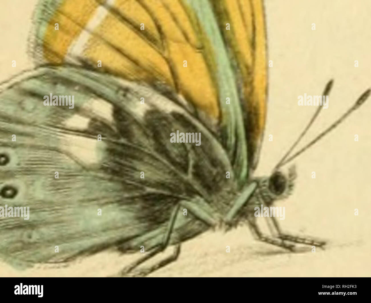 . British farfalle. Werner, Abraham Gottlob, 1749-1817; farfalle. . Si prega di notare che queste immagini vengono estratte dalla pagina sottoposta a scansione di immagini che possono essere state migliorate digitalmente per la leggibilità - Colorazione e aspetto di queste illustrazioni potrebbero non perfettamente assomigliano al lavoro originale. Duncan James, 1804-1861; Cuvier, Georges, barone, 1769-1832; Jardine, William, Sir, 1800-1874; Burth, Edward Henry, ex proprietario. DSI. Edinburgh : W. H. Lizars ; Londra : Henry G. Bohn Foto Stock