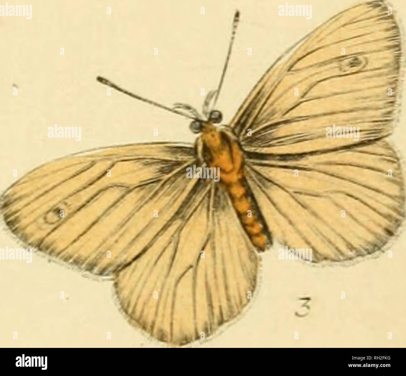 . British farfalle. Werner, Abraham Gottlob, 1749-1817; farfalle. . Si prega di notare che queste immagini vengono estratte dalla pagina sottoposta a scansione di immagini che possono essere state migliorate digitalmente per la leggibilità - Colorazione e aspetto di queste illustrazioni potrebbero non perfettamente assomigliano al lavoro originale. Duncan James, 1804-1861; Cuvier, Georges, barone, 1769-1832; Jardine, William, Sir, 1800-1874; Burth, Edward Henry, ex proprietario. DSI. Edinburgh : W. H. Lizars ; Londra : Henry G. Bohn Foto Stock