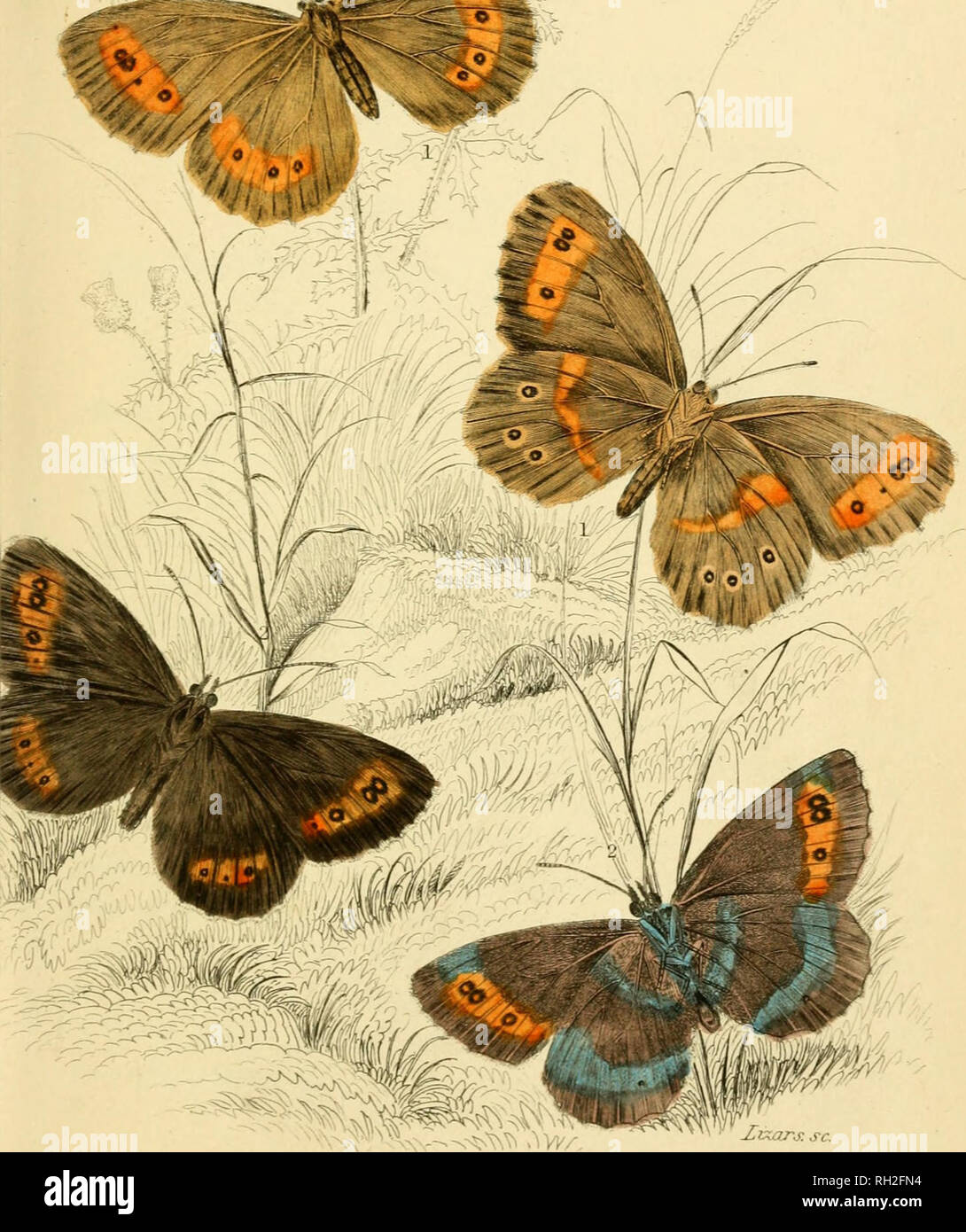 . British farfalle. Werner, Abraham Gottlob, 1749-1817; farfalle. La piastra 25. " ' '&Lt;*k. ArrqrL-Brawn. -. ,, ^. Si prega di notare che queste immagini vengono estratte dalla pagina sottoposta a scansione di immagini che possono essere state migliorate digitalmente per la leggibilità - Colorazione e aspetto di queste illustrazioni potrebbero non perfettamente assomigliano al lavoro originale. Duncan James, 1804-1861; Cuvier, Georges, barone, 1769-1832; Jardine, William, Sir, 1800-1874; Burth, Edward Henry, ex proprietario. DSI. Edinburgh : W. H. Lizars ; Londra : Henry G. Bohn Foto Stock