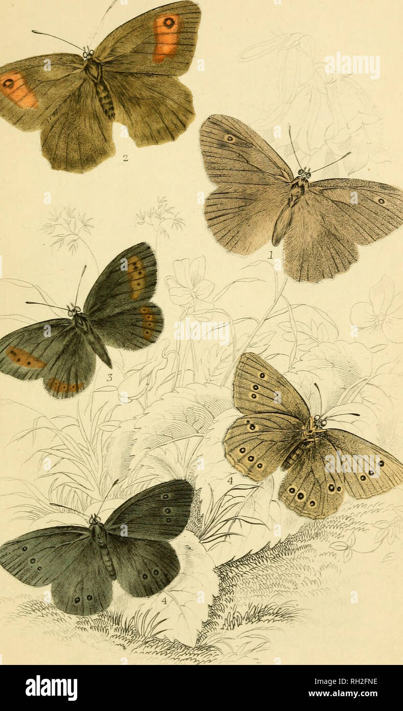 . British farfalle. Werner, Abraham Gottlob, 1749-1817; farfalle. Piastra 24.. Si prega di notare che queste immagini vengono estratte dalla pagina sottoposta a scansione di immagini che possono essere state migliorate digitalmente per la leggibilità - Colorazione e aspetto di queste illustrazioni potrebbero non perfettamente assomigliano al lavoro originale. Duncan James, 1804-1861; Cuvier, Georges, barone, 1769-1832; Jardine, William, Sir, 1800-1874; Burth, Edward Henry, ex proprietario. DSI. Edinburgh : W. H. Lizars ; Londra : Henry G. Bohn Foto Stock