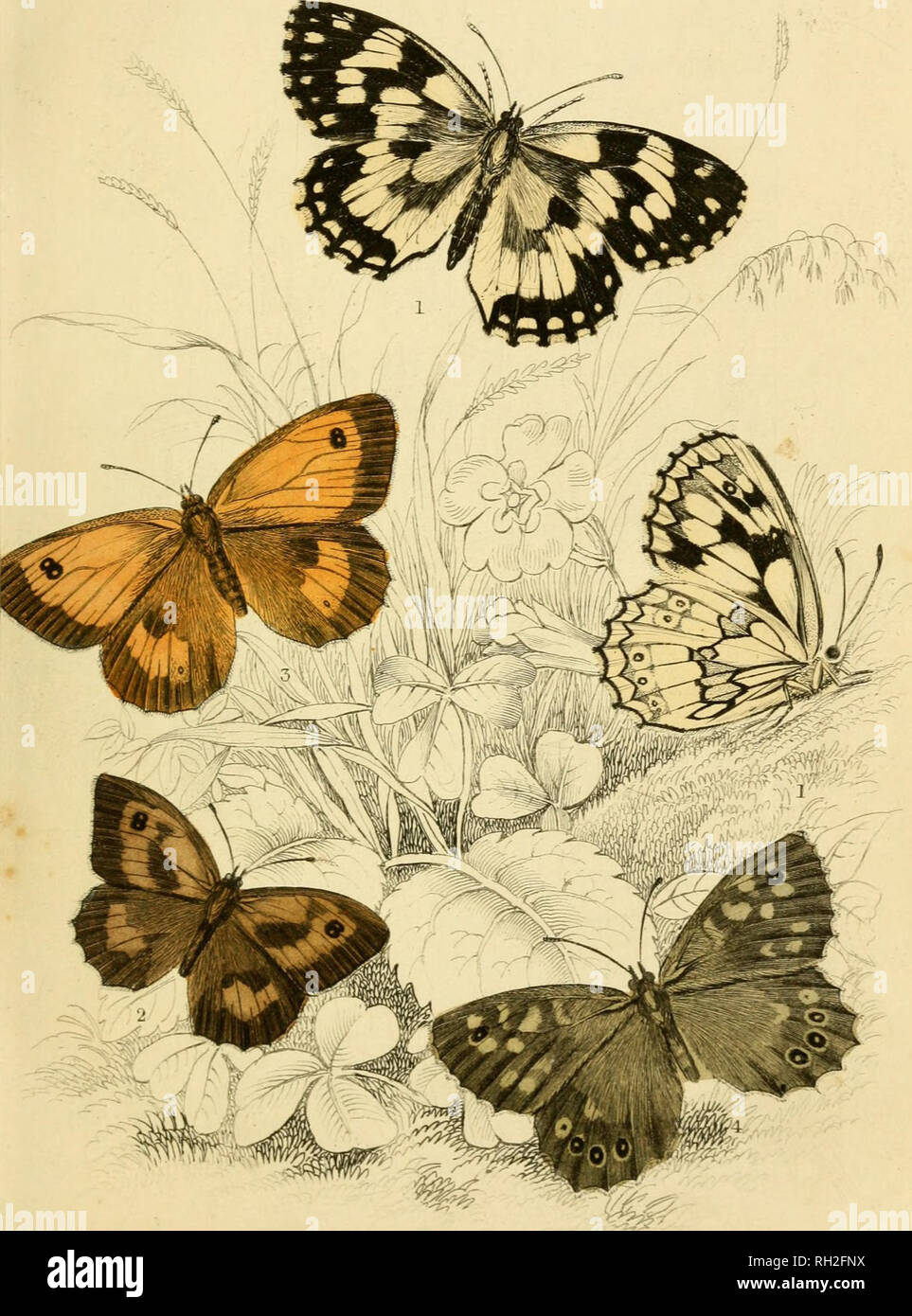 . British farfalle. Werner, Abraham Gottlob, 1749-1817; farfalle. Piastra L". Grandi Usath 4. Mipparchia.j£ aerM screziato W. Si prega di notare che queste immagini vengono estratte dalla pagina sottoposta a scansione di immagini che possono essere state migliorate digitalmente per la leggibilità - Colorazione e aspetto di queste illustrazioni potrebbero non perfettamente assomigliano al lavoro originale. Duncan James, 1804-1861; Cuvier, Georges, barone, 1769-1832; Jardine, William, Sir, 1800-1874; Burth, Edward Henry, ex proprietario. DSI. Edinburgh : W. H. Lizars ; Londra : Henry G. Bohn Foto Stock