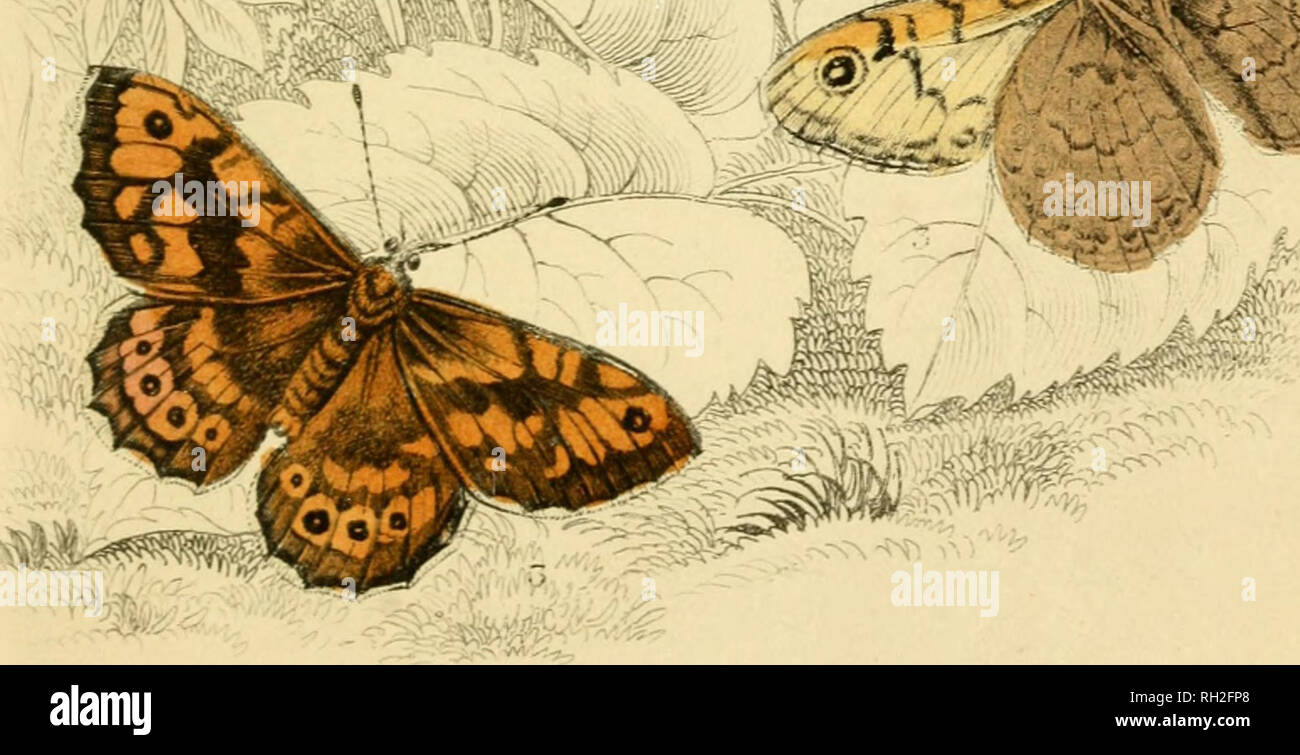 . British farfalle. Werner, Abraham Gottlob, 1749-1817; farfalle. Jfefe. '. Si prega di notare che queste immagini vengono estratte dalla pagina sottoposta a scansione di immagini che possono essere state migliorate digitalmente per la leggibilità - Colorazione e aspetto di queste illustrazioni potrebbero non perfettamente assomigliano al lavoro originale. Duncan James, 1804-1861; Cuvier, Georges, barone, 1769-1832; Jardine, William, Sir, 1800-1874; Burth, Edward Henry, ex proprietario. DSI. Edinburgh : W. H. Lizars ; Londra : Henry G. Bohn Foto Stock