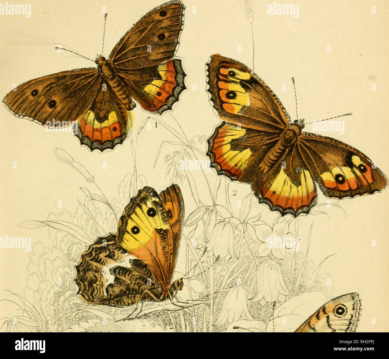 . British farfalle. Werner, Abraham Gottlob, 1749-1817; farfalle. . Jfefe. Si prega di notare che queste immagini vengono estratte dalla pagina sottoposta a scansione di immagini che possono essere state migliorate digitalmente per la leggibilità - Colorazione e aspetto di queste illustrazioni potrebbero non perfettamente assomigliano al lavoro originale. Duncan James, 1804-1861; Cuvier, Georges, barone, 1769-1832; Jardine, William, Sir, 1800-1874; Burth, Edward Henry, ex proprietario. DSI. Edinburgh : W. H. Lizars ; Londra : Henry G. Bohn Foto Stock