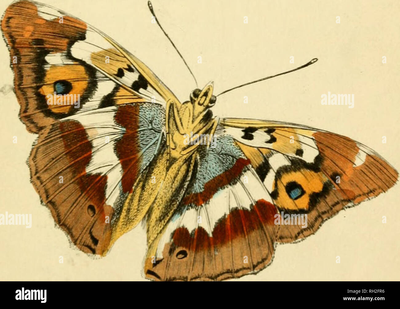 . British farfalle. Werner, Abraham Gottlob, 1749-1817; farfalle. Apatura Iris. Viola. L'imperatore. Si prega di notare che queste immagini vengono estratte dalla pagina sottoposta a scansione di immagini che possono essere state migliorate digitalmente per la leggibilità - Colorazione e aspetto di queste illustrazioni potrebbero non perfettamente assomigliano al lavoro originale. Duncan James, 1804-1861; Cuvier, Georges, barone, 1769-1832; Jardine, William, Sir, 1800-1874; Burth, Edward Henry, ex proprietario. DSI. Edinburgh : W. H. Lizars ; Londra : Henry G. Bohn Foto Stock