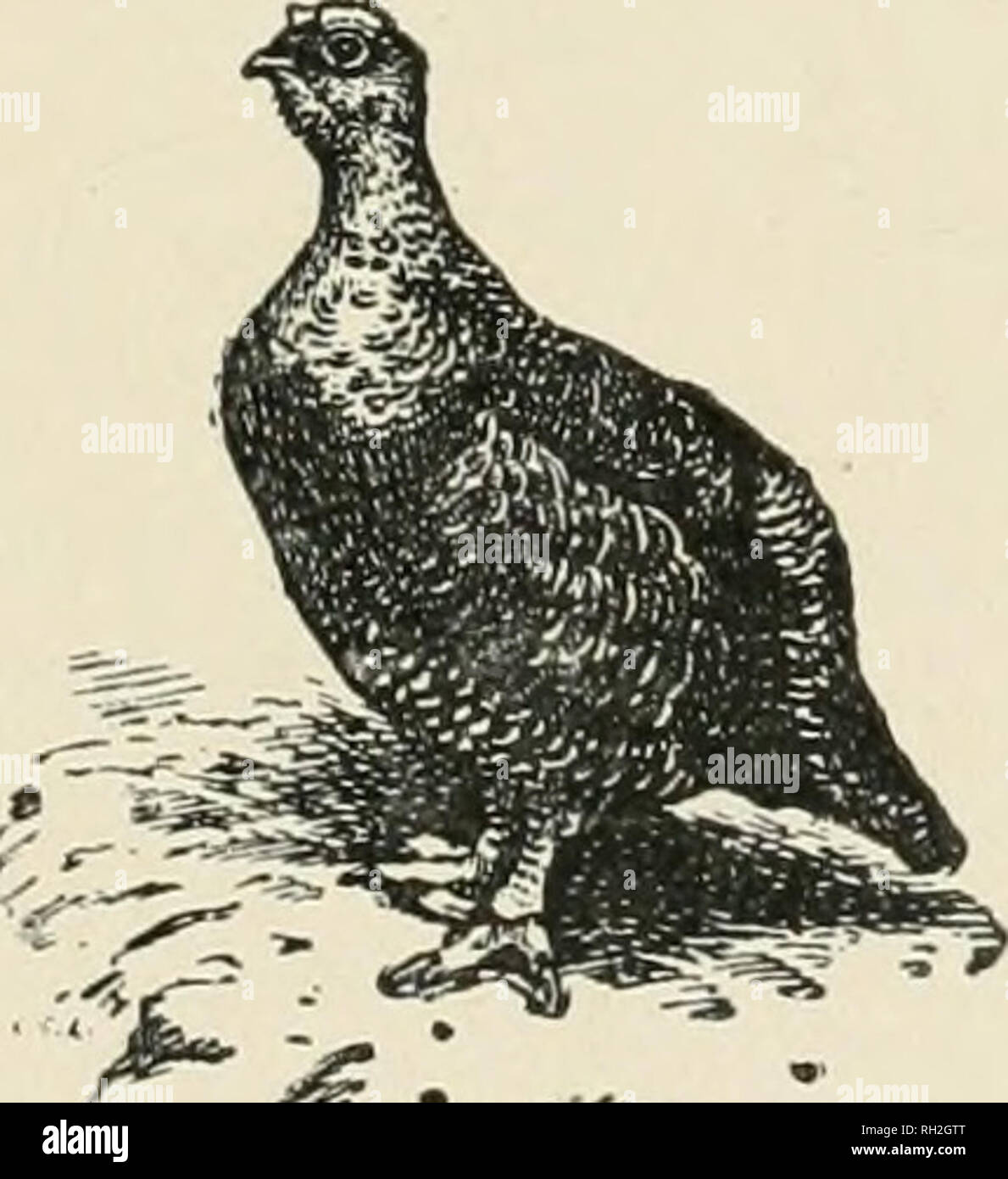 . British uccelli. Gli uccelli. BRITBriDlRDS con il quale è stato incorporato nel gennaio 1917, ' la zoologo." illustrata una rivista dedicata principalmente 10 il BIKDS SULL'ELENCO britannico â 59 edito da H. F. WITHERBY m.b.e. f.z.s. m.b.o.u. Assistito da Rev. F. C. R. JOURDAIN MA. M.B.O.U. H.F.A.O.U. E NORMAN F. TICEHURST OB.E. MA. F.RC.s. M.B.O.U. Volume XVI. Giugno 1922 â maggio 1923.. t^ â ¢ â"'yj^ H. F. &AMP; G. WITHERBY 326 High Holborn Londra. Si prega di notare che queste immagini vengono estratte dalla pagina sottoposta a scansione di immagini che possono essere state migliorate digitalmente per la leggibilità - Colorazione e aspetto di questi il Foto Stock