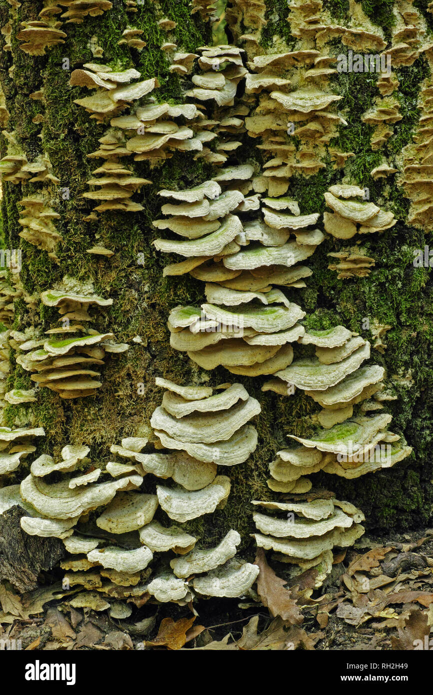 Molti esemplari di staffa bitorzoluto fungo su un tronco di quercia Foto Stock
