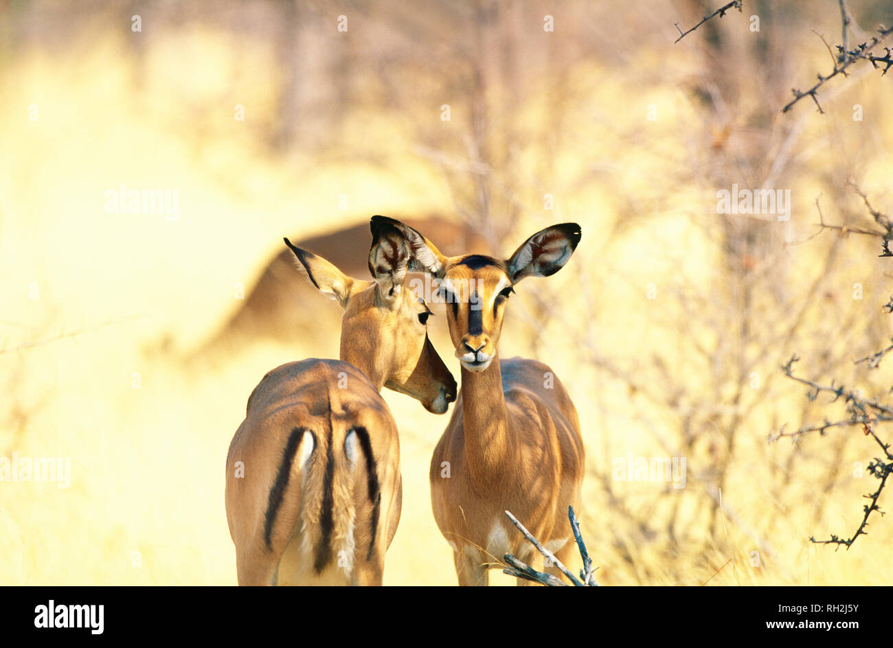 Schwarzgesicht-Impala (Aepyceros melampus) im Etosha NP/Rhino Drive in Namibia Foto Stock