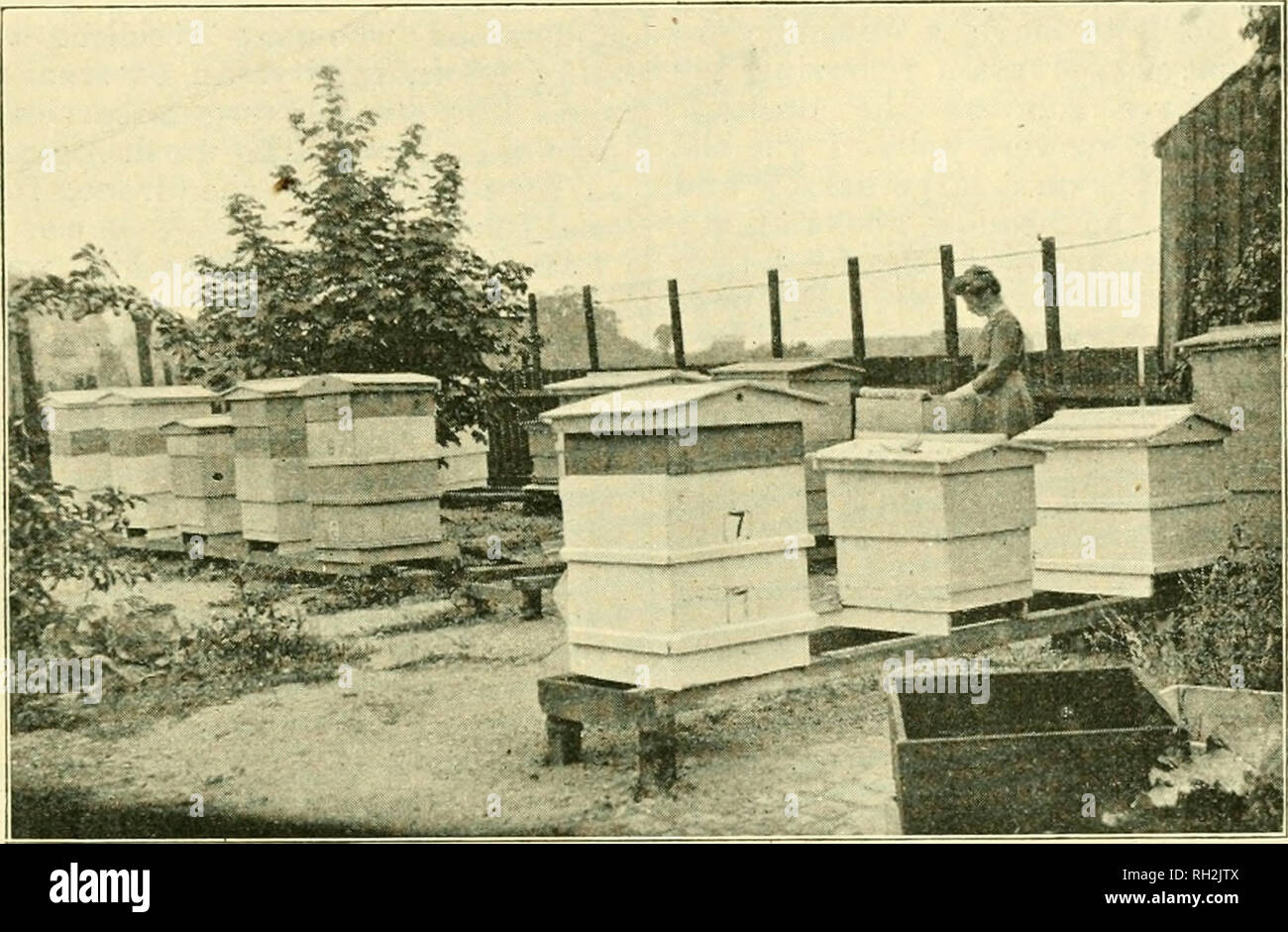 . British bee ufficiale &AMP; gli apicoltori consigliere. Le api. Fel). 20, 1913] Il british BEE ufficiale. 73 Ho avuto lo scorso .summei- il piacere di passare una signora, per tutto il tragitto dal Sud Africa, per la sua terza di classe expert certifica- cate e ha svolto varie manipolazioni abilmente e ordinatamente, Avhileshe ha risposto a tutte le domande prontamente e lucidamente. Più tardi ho avuto occasione di confrontare il lavoro svolto per un esame più elevato e più di tlie signore fece di se stessi e del mestiere di pieno credito. Judg- ing in una contea di leader mostrano in Inghilterra ho ammirato tlie notevolmente l'accuratezza di una signora espositore in feste di addio al celibato Foto Stock