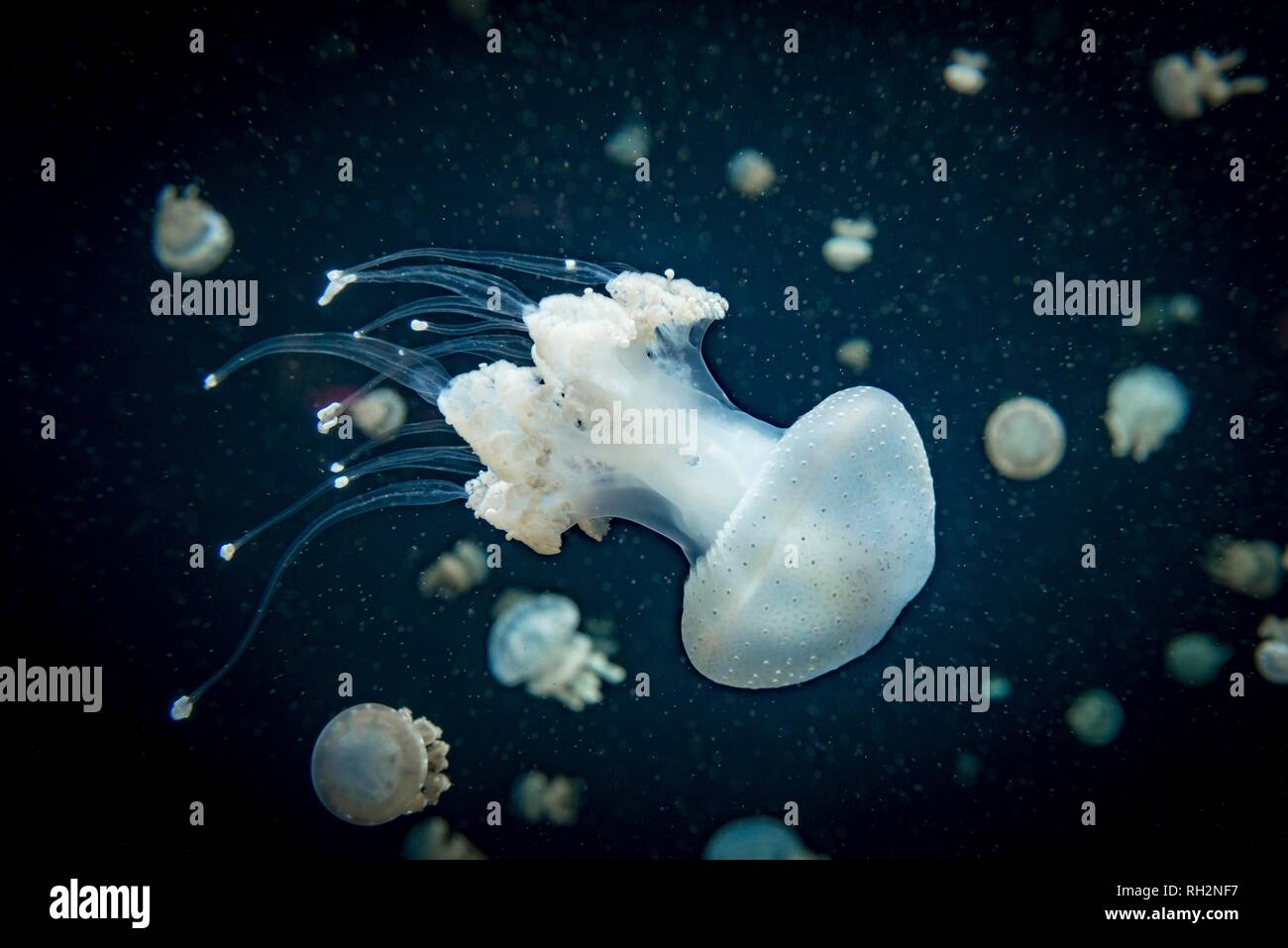 Medusa con puntini bianchi, bocca di radice medusa (Phyllorhiza punctata), uno sfondo scuro, il verificarsi del Pacifico, Vancouver Aquarium Foto Stock