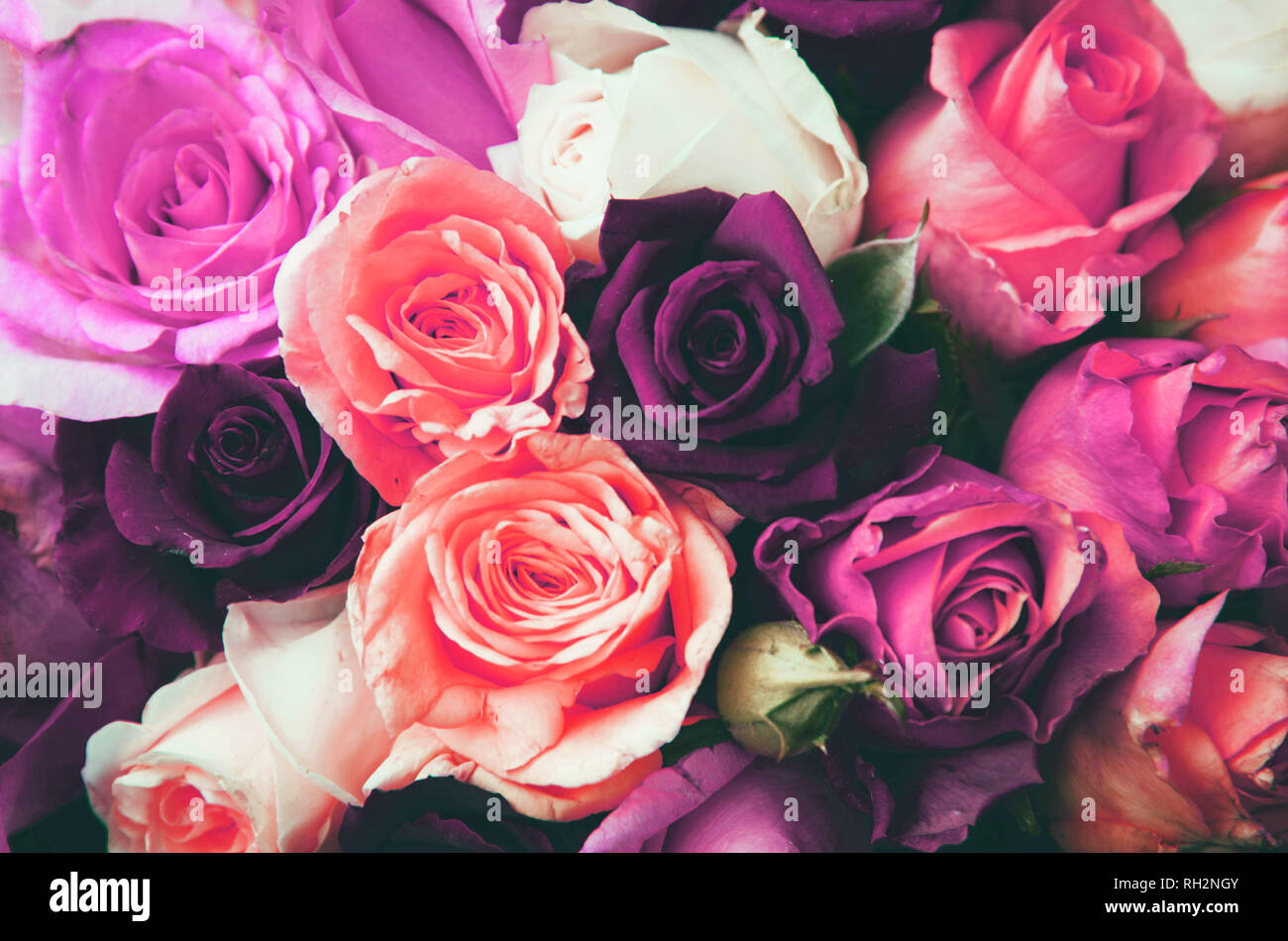 Rosa, Bianco e Giallo rose sfondo. Foto Stock