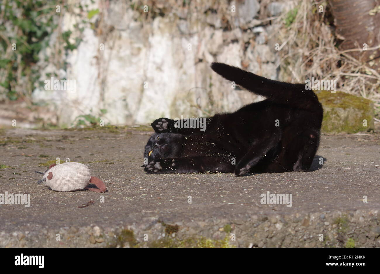 Gatto nero con erba gatta Foto Stock