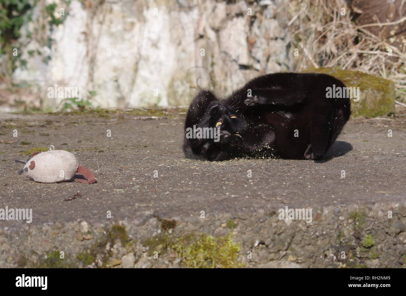 Gatto nero con erba gatta Foto Stock