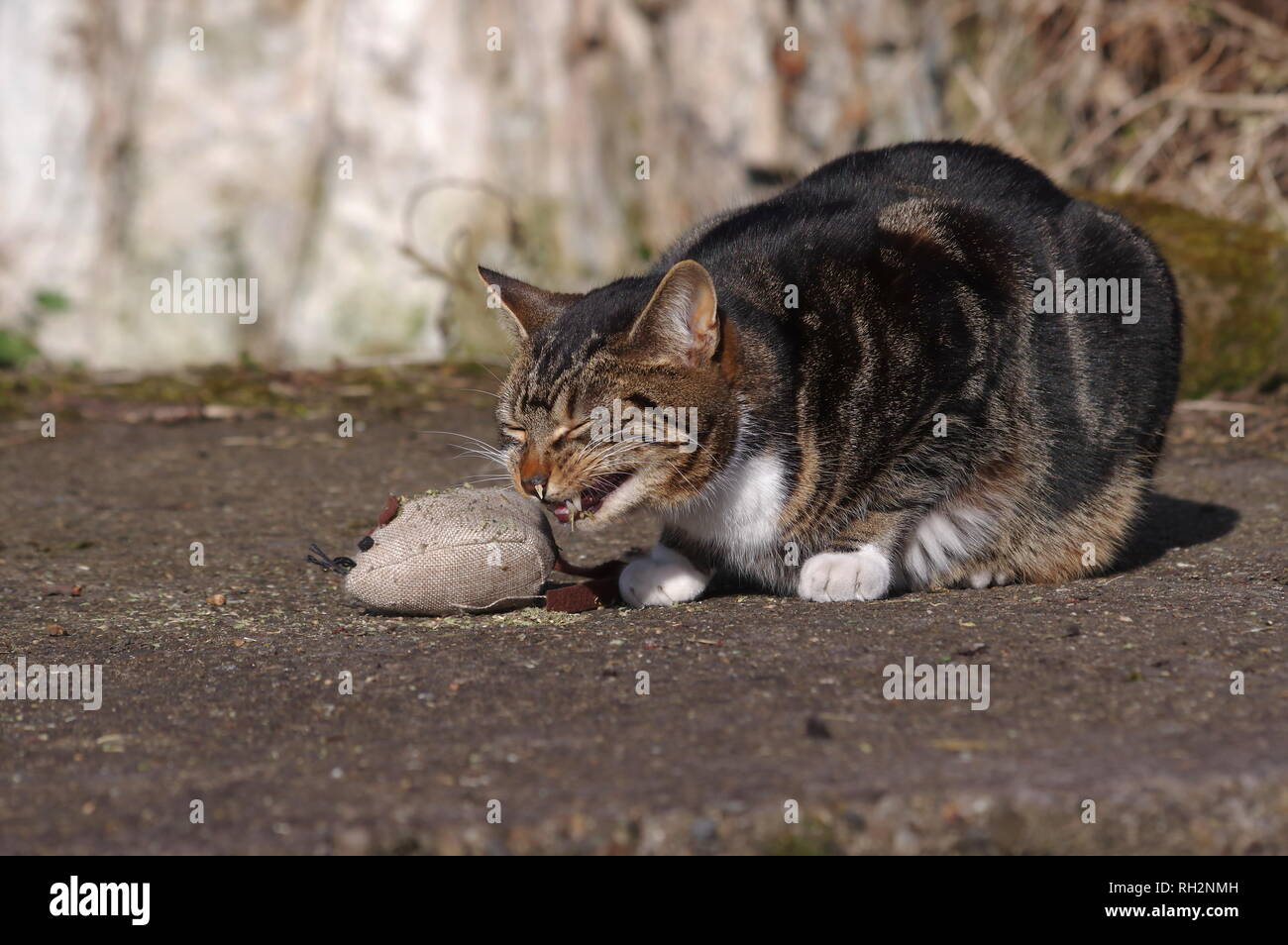 Tabby cat con erba gatta Foto Stock