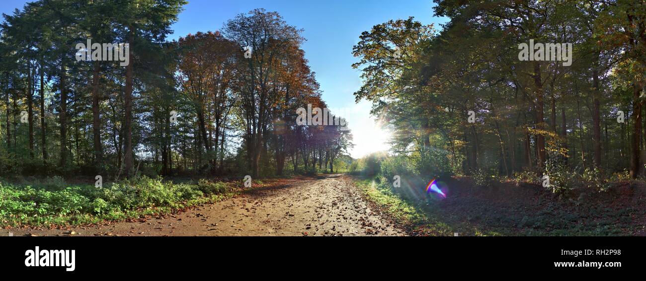 Alta risoluzione panorama di vista sulla foresta nel nord della Germania Foto Stock