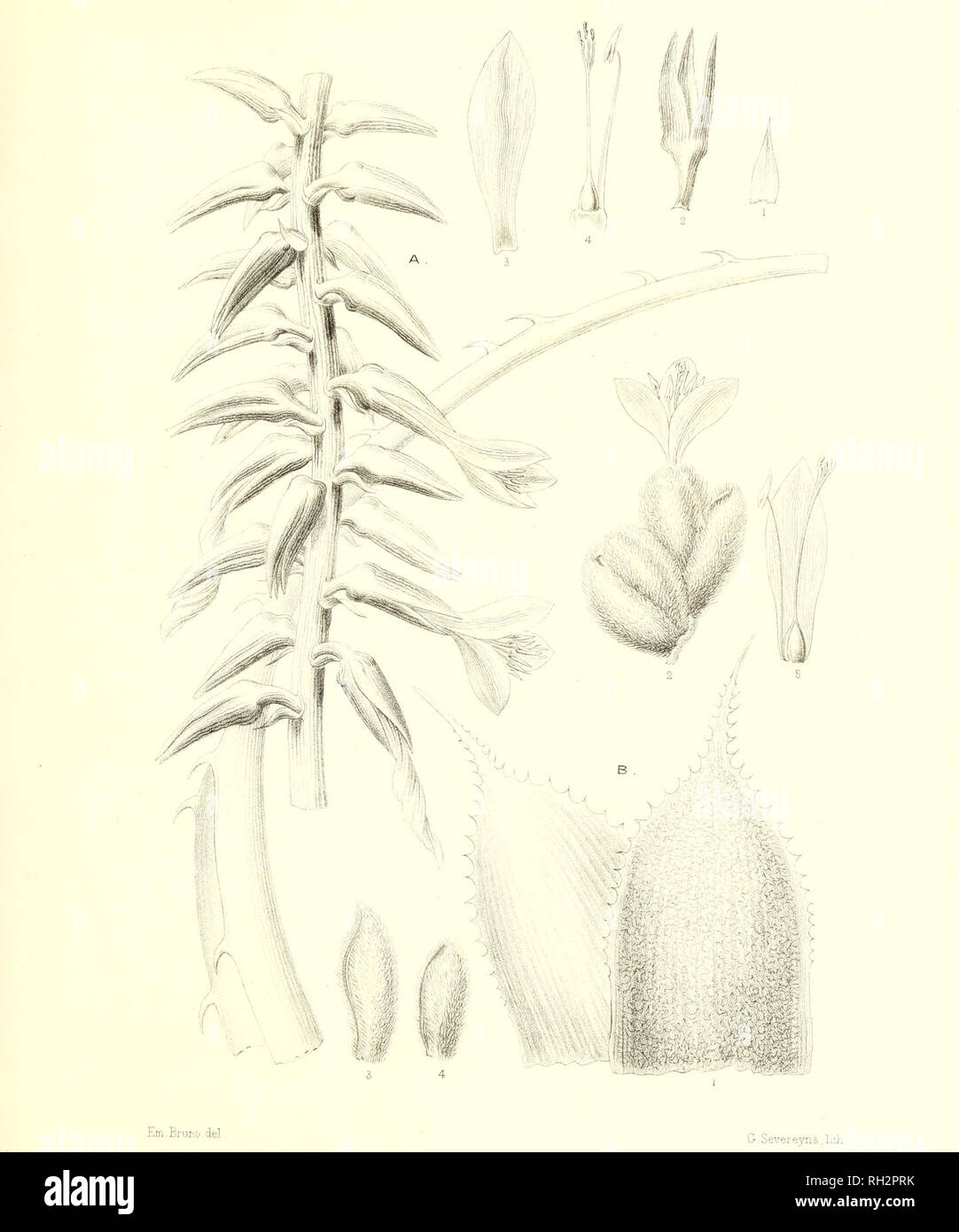 . Bromeliaceae andreanae : descrizione et Histoire des broméliacées récoltées dans la Colombie, l'Ecuador et le Venezuela. Bromeliaceae; Botanica. B RO ME LIAGE .42 ANDRE UN M PL XII. Un PUYA B . /EQUATORIALIS , ed un d ré VESTITA , e . A.. Si prega di notare che queste immagini vengono estratte dalla pagina sottoposta a scansione di immagini che possono essere state migliorate digitalmente per la leggibilità - Colorazione e aspetto di queste illustrazioni potrebbero non perfettamente assomigliano al lavoro originale. André, Edouard François, 1840-1911. Paris : Librairie Agricole Foto Stock