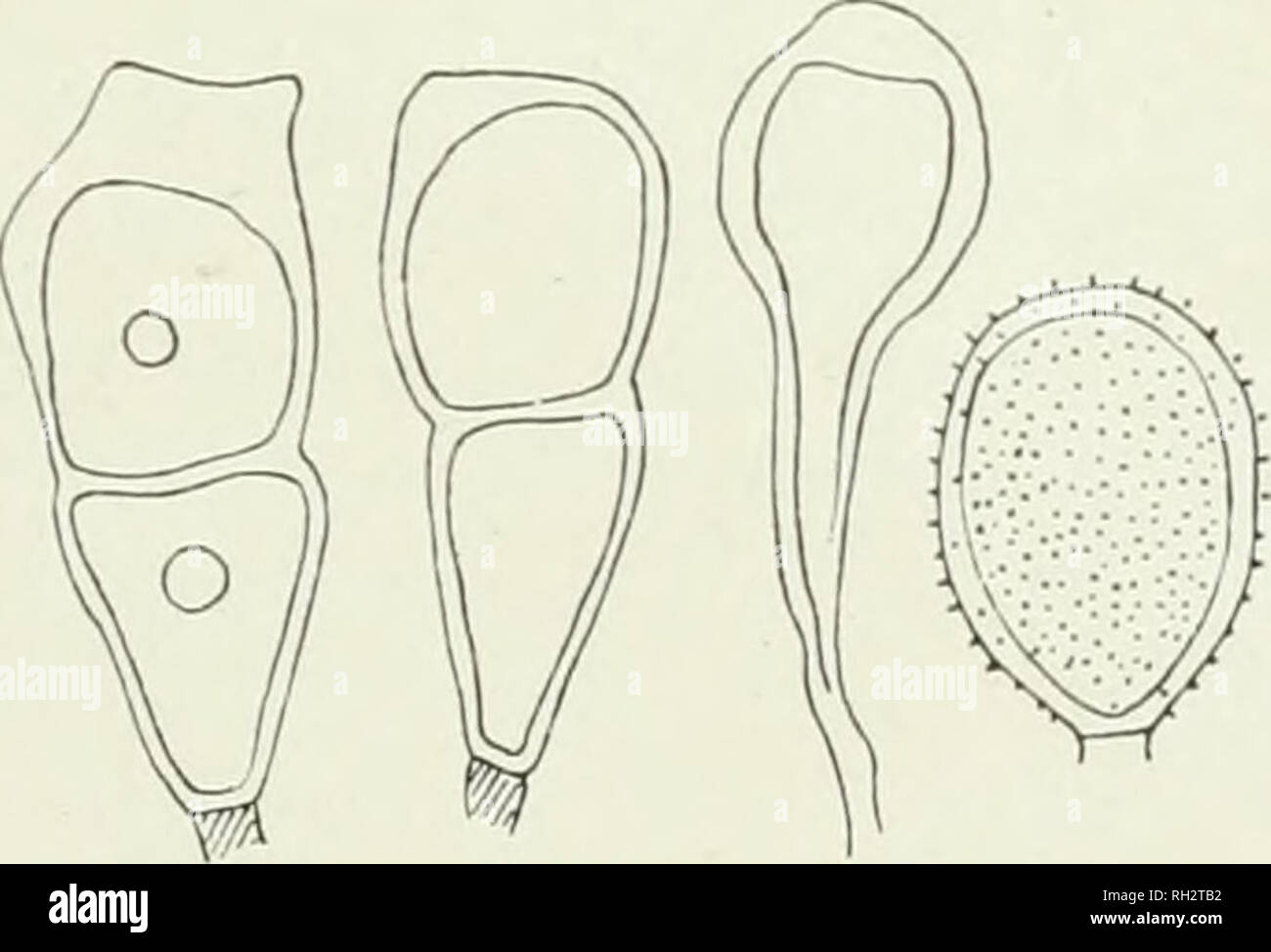 . Il British ruggine funghi (Uredinales), la loro biologia e classificazione. Uredineae. Fig. 215. P. Arrhi'uatheri. a, teleutospores su Arrhenatherum, da Hampton in Arden ; h, un altro, e c, due quelli anomali, da Lichfield ; d, un paraphysis uredospore e da quest'ultima. Teleutospores. Sori hypophyllous, sparse, minuto puneti- formare o poco lineari, coperti dall'epidermide, nero; spore ellissoide - allungata o oblunga- clavate, arrotondato, troncare o raramente gradualmente attenuata a- bove dove essi sono addensati (5-10//) e scure, difficilmente o non a tutti ristretta, gen- erally attenuato verso il basso Foto Stock