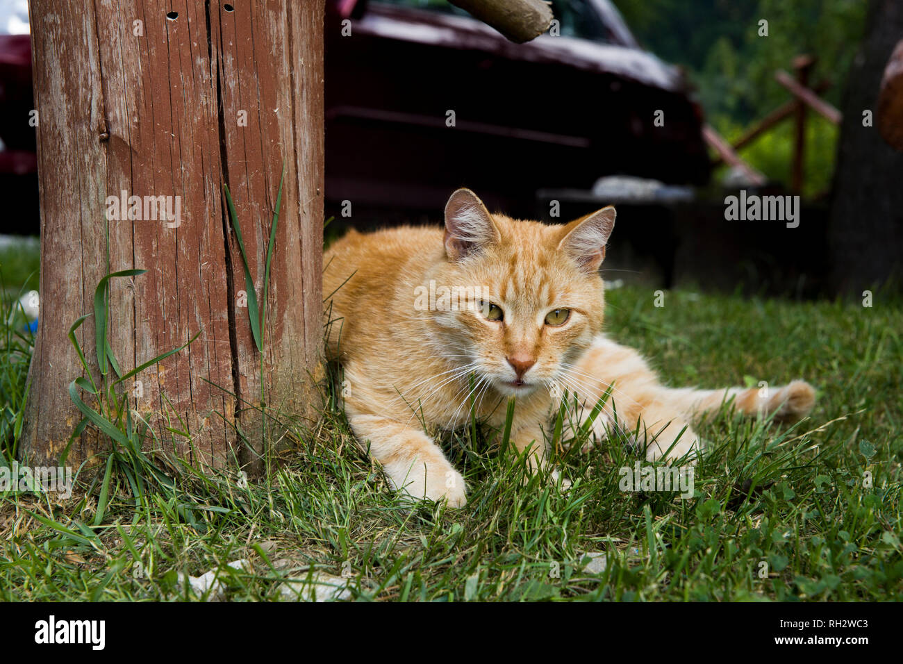 Il gatto si trova sull'erba. Un rurale gatto domestico in appoggio dopo aver mangiato. Moggy cat è sdraiato sotto un albero. Foto Stock