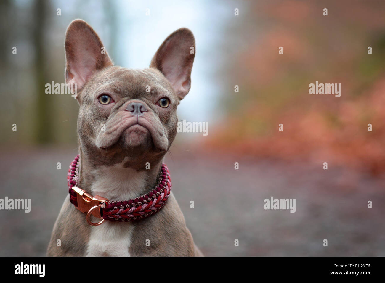 Di rara bellezza lilla colorato tigrato femmina bulldog francese cane con luce ambra occhi e collare paracord Foto Stock