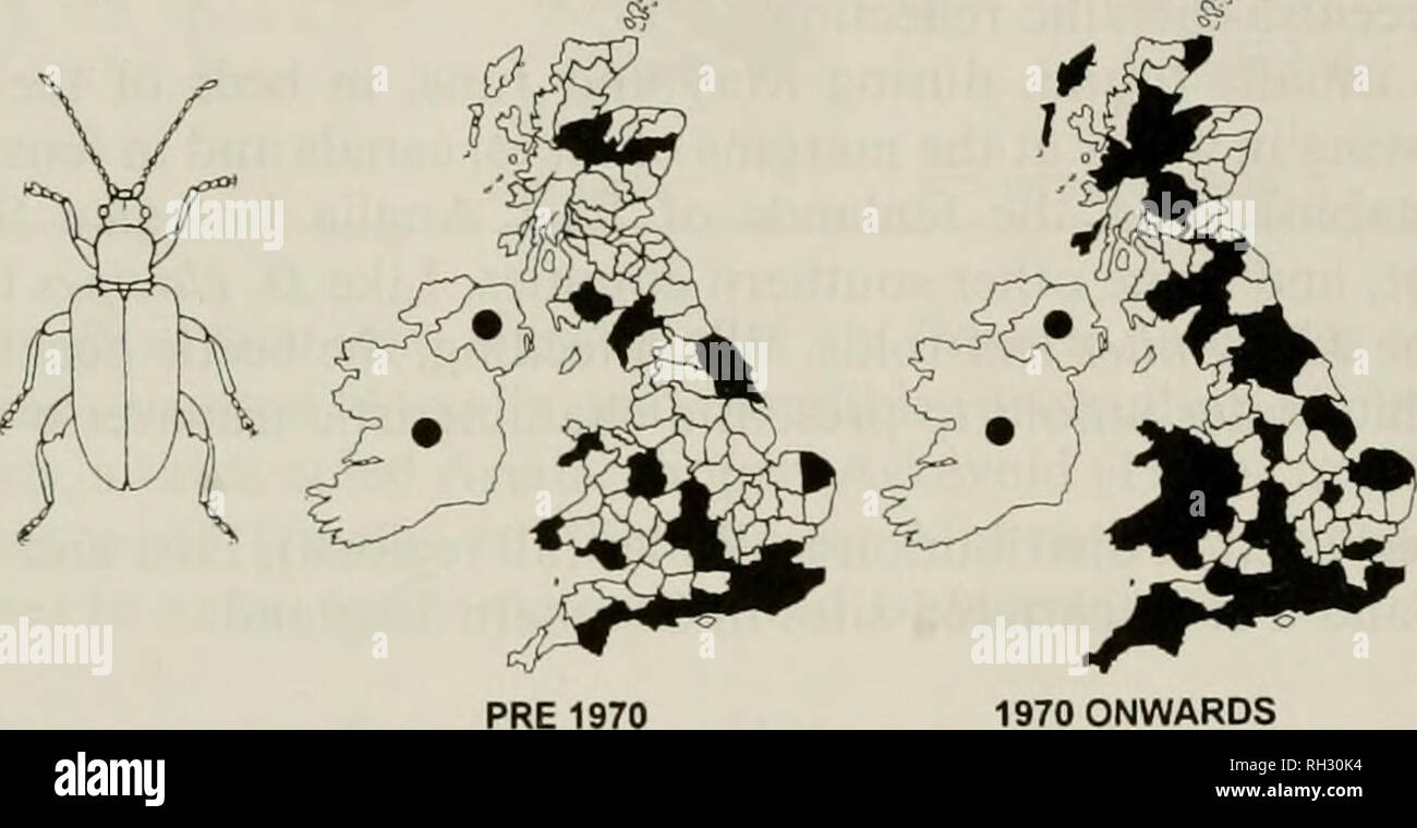 . British Journal di entomologia e storia naturale. Storia naturale; Entomologia. 150 BR. J. ENT. NAT. HIST., 9: 1996 scolorire ha di solito antenne più brevi rispetto a P. sericea, affidamento non può essere posto sulle differenze di lunghezza relativa dei segmenti di antenna 2, 3 e 4 citata spesso (ma proporzioni lunghezza/larghezza del segmento di antenna 4 può essere più affidabile, vedere chiave). La porzione prossimale dell'antenna segmenti, Tarso e tibiae sono di solito rossiccio in P. scolorire ma generalmente scuro di sericea. P. scolorire è ampiamente distribuito e, anche se gli adulti sono stati registrati da marzo a novembre, sono visti mos Foto Stock