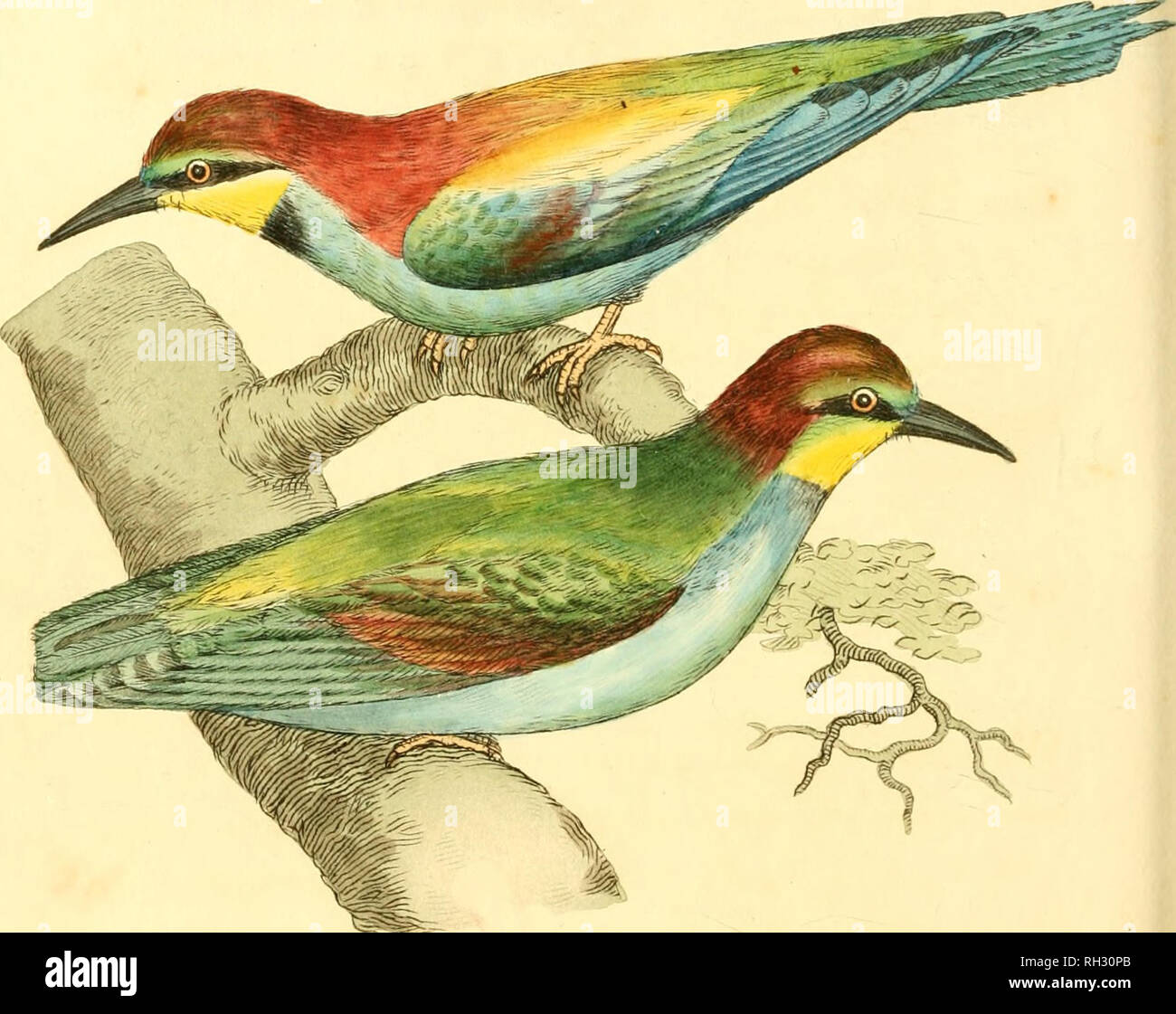. Il British miscellanea o, figure colorate di nuovo, rare o poco note soggetti animali : molti non prima accertato essere abitanti delle isole Britanniche : e soprattutto in possesso dell'autore, James Sowerby. Zoologia. Aiiff 2 è/}6. Ihd'HshS &amp;v ja / Sanerlry, Linidtm... Si prega di notare che queste immagini vengono estratte dalla pagina sottoposta a scansione di immagini che possono essere state migliorate digitalmente per la leggibilità - Colorazione e aspetto di queste illustrazioni potrebbero non perfettamente assomigliano al lavoro originale. Sowerby James, 1757-1822; Berry, S. Stillman (Samuel Stillman), 1887-1984, ex proprietario. Foto Stock