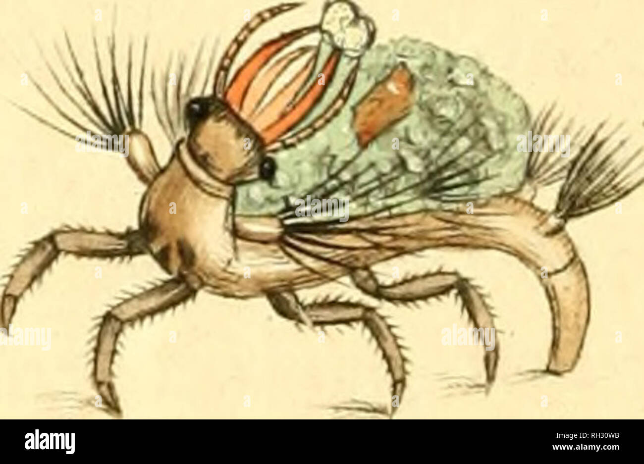 . Il British miscellanea o, figure colorate di nuovo, rare o poco note soggetti animali : molti non prima accertato essere abitanti delle isole Britanniche : e soprattutto in possesso dell'autore, James Sowerby. Zoologia. ^. Si prega di notare che queste immagini vengono estratte dalla pagina sottoposta a scansione di immagini che possono essere state migliorate digitalmente per la leggibilità - Colorazione e aspetto di queste illustrazioni potrebbero non perfettamente assomigliano al lavoro originale. Sowerby James, 1757-1822; Berry, S. Stillman (Samuel Stillman), 1887-1984, ex proprietario. DSI; Roper, Clyde F. E. , 1937- donatore. DSI. Londra : Foto Stock
