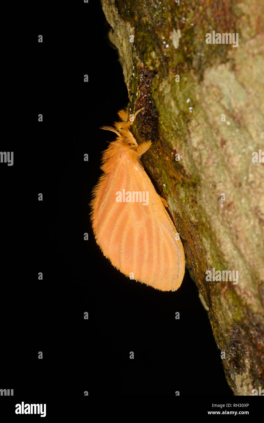 Costa Rica Tarma (Acraga specie) adulto a riposo sul tronco di albero, Turrialba, Costa Rica, Ottobre Foto Stock