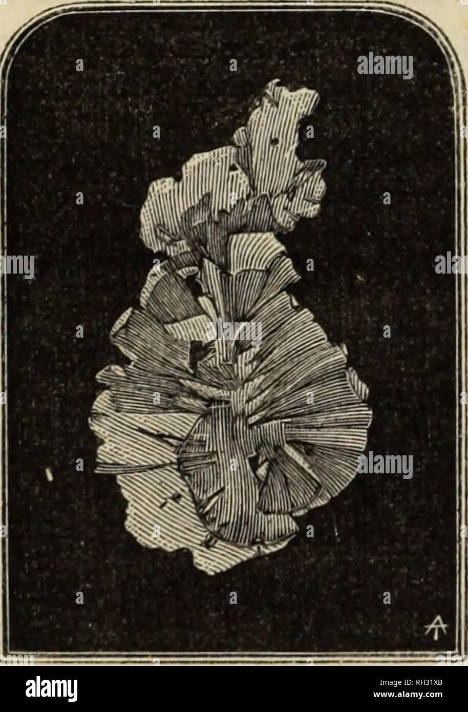 . British alghe marine : essendo un popolare conto delle alghe della Gran Bretagna, la loro raccolta e conservazione. Alghe marine. Sezione I. CHLOBOSPEBMEJ5. Alghe verdi. Tra le più abbondanti dei comuni specie di alghe sono due, Ulva latissima e Porphyra laciniata, che formano insieme, quando pre- pared e vasi, la conca di commercio ; quest'ultimo, pur appartenendo alla chlorosperms, in conformità con il suo sistema di fruttificazione, è marrone, o talvolta un conto sensazionale viola. Ci sono parecchi tolerably ben definita specie di ciascuna di queste piante, alcune delle quali si trovano abundan Foto Stock