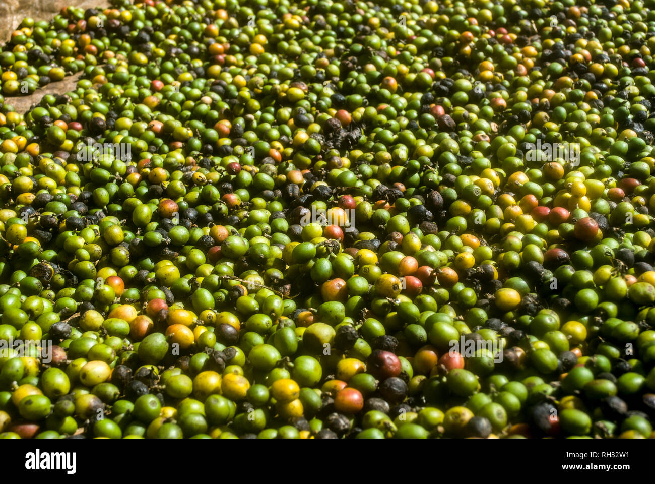 Raccolto di recente i chicchi di caffè. Colorata frutta fresca di un albero di caffè. Raccolta ed essiccazione del caffè. Foto Stock