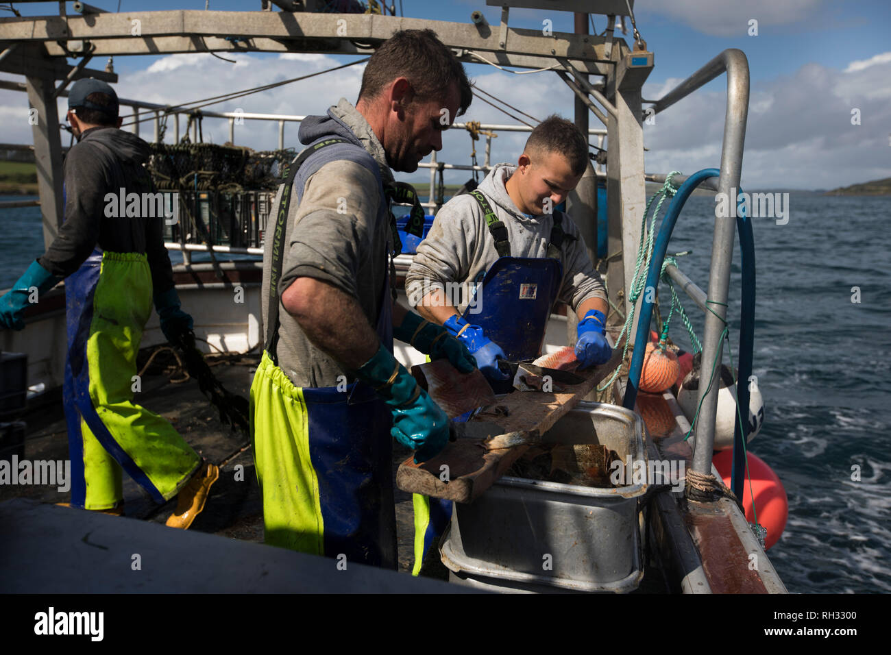 Gli Stati sof'equipaggio il mio Tara la preparazione di esca per loro cantre in barca al largo dell'isola di Luing in Argyll and Bute su la costa ovest della Scozia. La mia Tara è di proprietà e skipper da Neil MacQueen da Luing, che è stata la pesca le acque tutta la sua vita lavorativa di aragosta, granchi e gamberi. Foto Stock