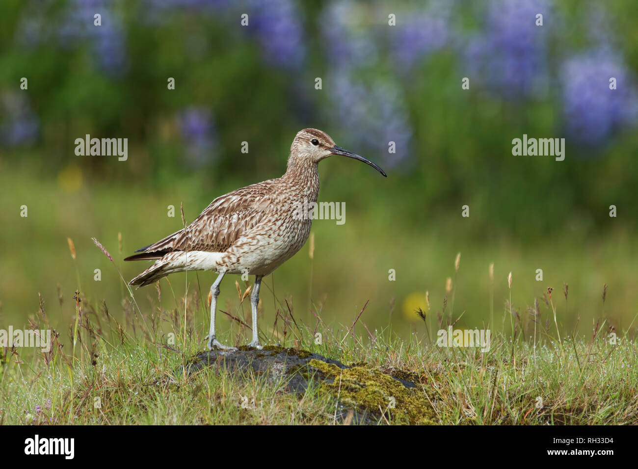 Whimbrel in piedi su una roccia con offuscata con sfocato fiori viola in Islanda. Foto Stock