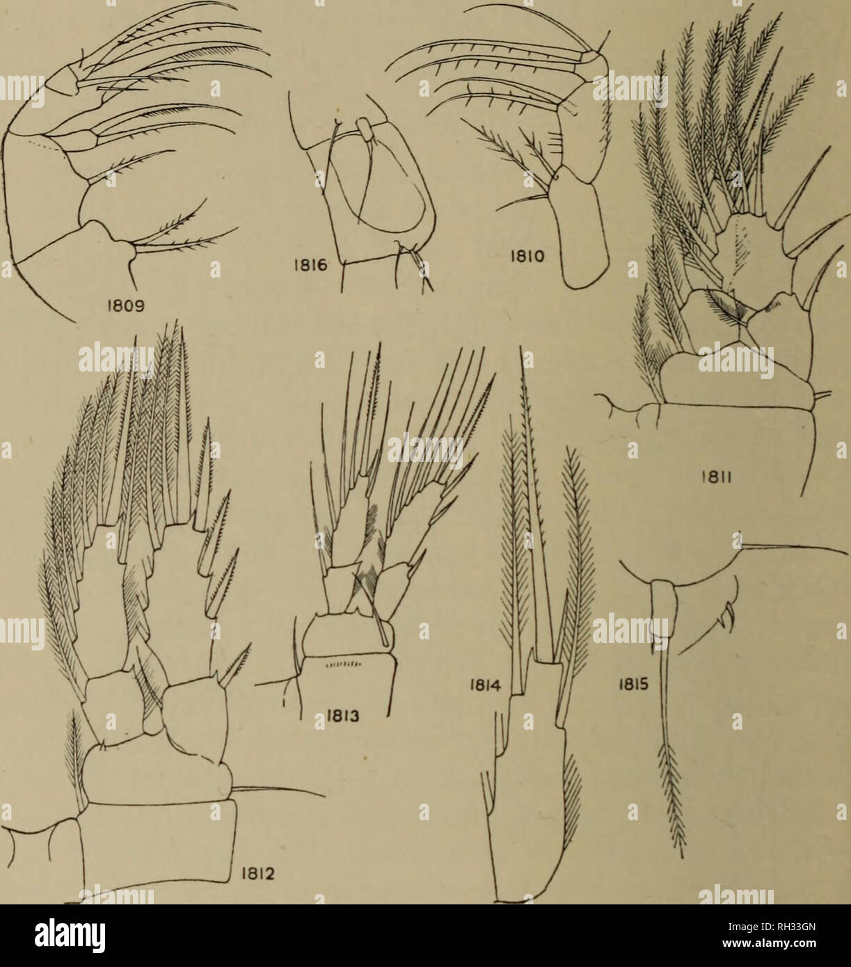 . British di acqua fresca Copepoda. --. Copepoda; Crostacei. 274 BRITISH di acqua fresca COPEPODA. Colore rosso rosato, antennule e rami particolarmente ricche di colore. Maschio.-Lunghezza -63 mm.. Figg. 1809-1816.-Ciclope gracilis. Fig. 1809.- la mascella. Fig. 1813.-LEG 4. Fig. 1810.-Maxillipede. Fig. 1814.-gamba 4, endopod 2. Fig. 1811.-LEG 1. Fig. 1815.-gamba 5, femmina. Fig. 1812.-gamba 3. Fig. 1816.-gambe 5 e 6, maschio. Antennule di 17 segmenti, con un normale numero di piuttosto lunga sesthetes ; seg. 15 leggermente orlate sul lato interno. Gamba 6 con un singolo piuttosto lungo la colonna vertebrale interna e di una esterna breve seta.. Si prega di notare che il TS Foto Stock