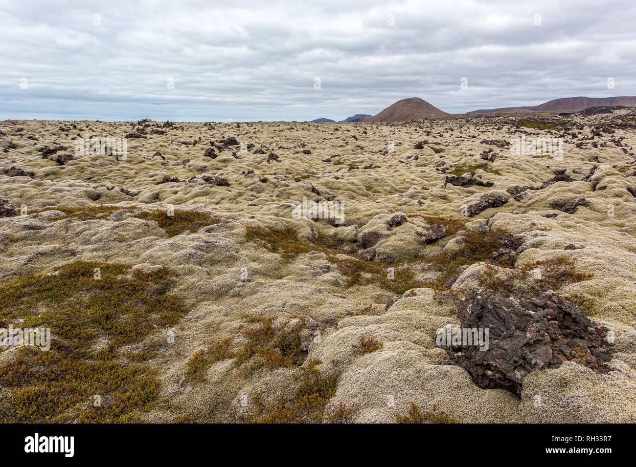 Natura islandese paesaggio paesaggio muschio bianco in estate Foto Stock