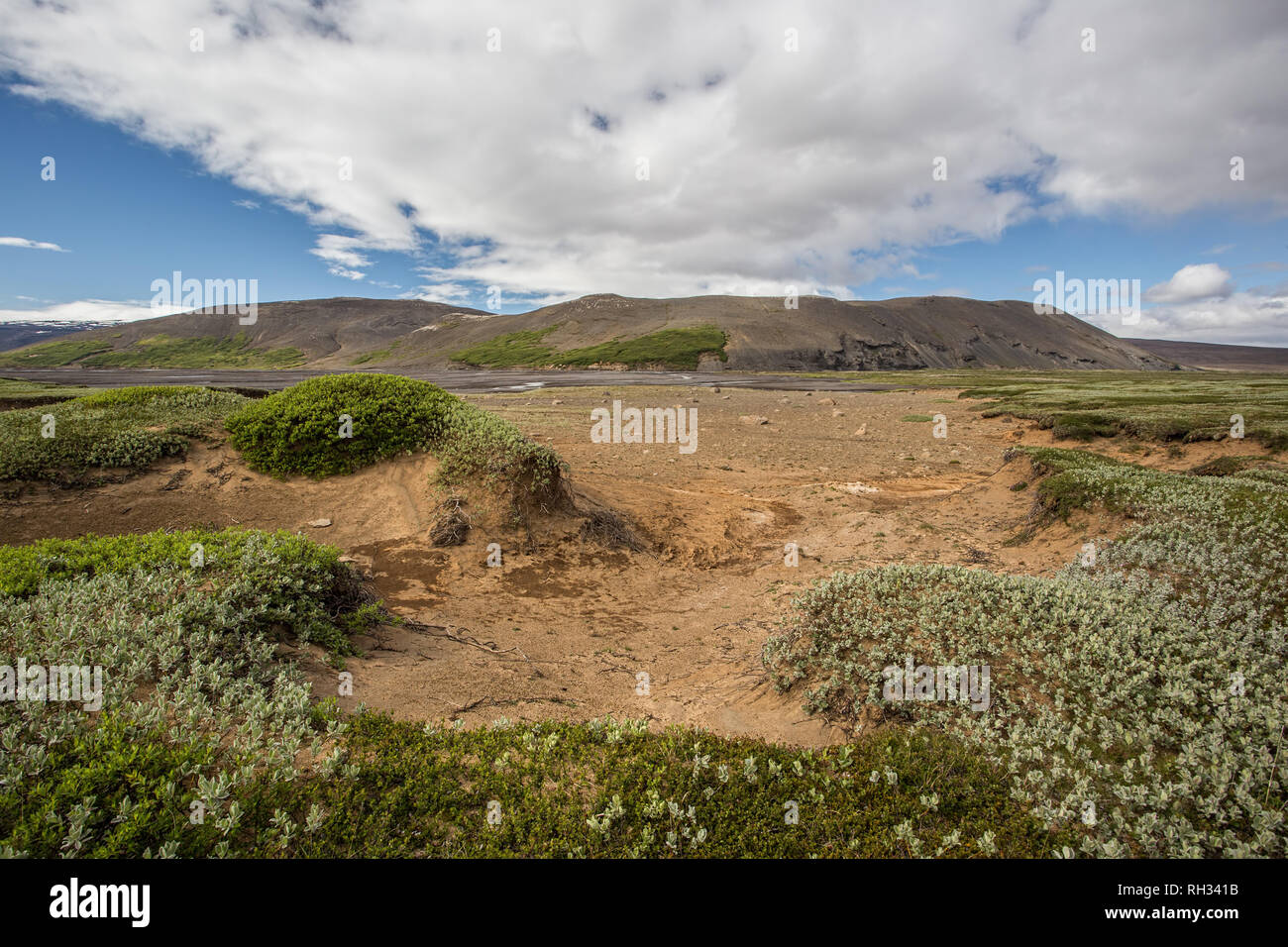 Islanda natura paesaggio verde con bassa vegetazione e sabbia Foto Stock