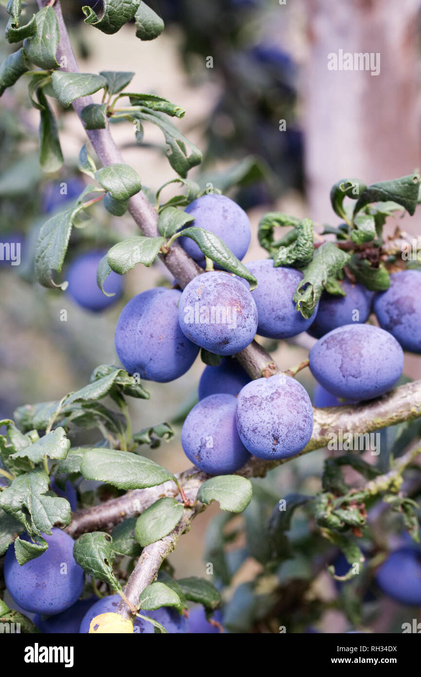 Prunus domestica subsp. insititia. Damson 'Fairleigh' crescendo in un inglese un frutteto. Foto Stock