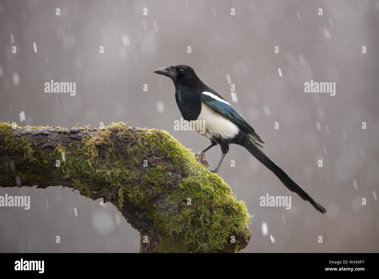 Eurasian Gazza su moss ramo coperto in inverno nella neve Foto Stock