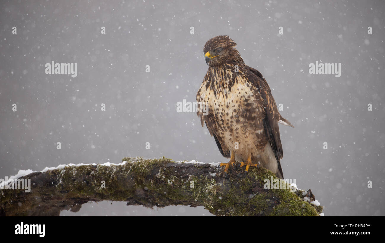 La poiana Eurasiatica sul muschio ramo coperto in inverno nella neve Foto Stock