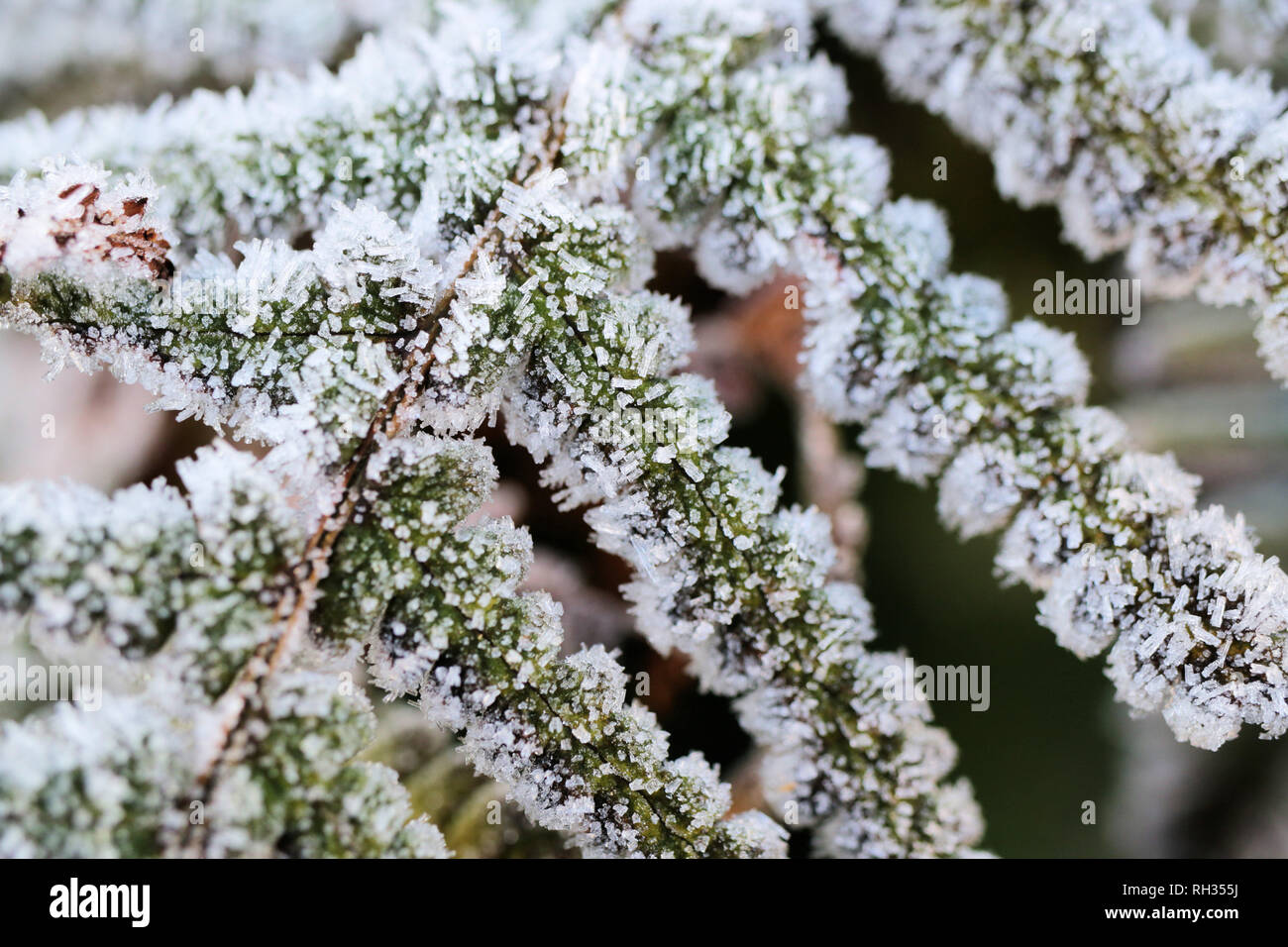I cristalli di brina su foglie di felce Foto Stock