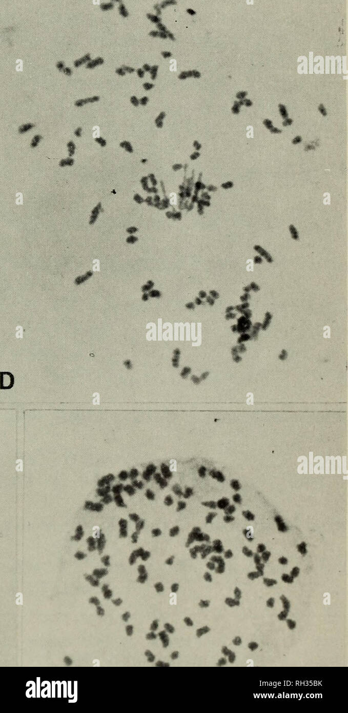 . Il British fern gazette. Felci. R1T.FERNGAZ. 10(2) 1969 PLATF I â '-.- * * I 4 -se J * â ¢ ,* * iÂ" ** *â ¢ â &gt; v, -4 B ^â ¢^. * Â ¢ -Â"*? Â¢A. **Â"* y T^ i * â ¢: AMi t + +. PLATE II: A: la meiosi in A.-adiantum nigrum ex Kynancs Cove, diakinesis con 72 bivalents. B, C, D, E&amp;F: la meiosi in Asplenium adiantum nigrum-Phyllitis scolopendrium. B, C &AMP; D: GV 100:1A. E&amp;F: JDL 1846. B &AMP; F: 108 univalents. D: 4 bivalents &AMP; 100 univalents. C &AMP; E: 6 bivalents &AMP; 96 univalents. Ingrandimento / 1000, Leitz N.A. 1.4 2 mm apochromat con X10 oculare. alla faccia della pagina 64. Si prega di non Foto Stock