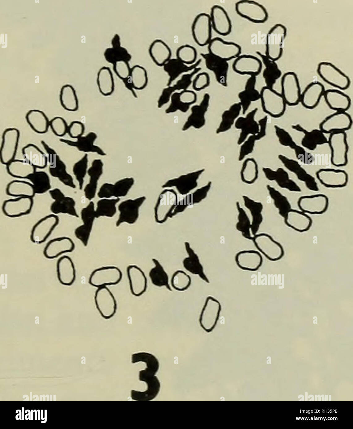 . Il British fern gazette. Felci. Le figure da 1 a 4: explana- tory diagrammi a cellule illustrato sulla piastra 1. Bivalents in nero pieno, univalents in profilo; mag- nification x 1000. Fig. 1: Asplenium billotii. Le figure 2 &AMP; 3: x Asplenophyllitis microdon. Fig. 4: Phyllitis scolopendrium. IB, ID &AMP; figg 2, 3), che mostra un irregolare la meiosi, con piuttosto di un numero variabile di bivalents, 32-36, accompagnato da 44-36 univalents. Il numero di cromosomi è 108, in altre parole, triploid. La citologia così conferma chiaramente che questa pianta è un ibrido. Un interessante e informativo caratteristica dell'meiotica fig Foto Stock