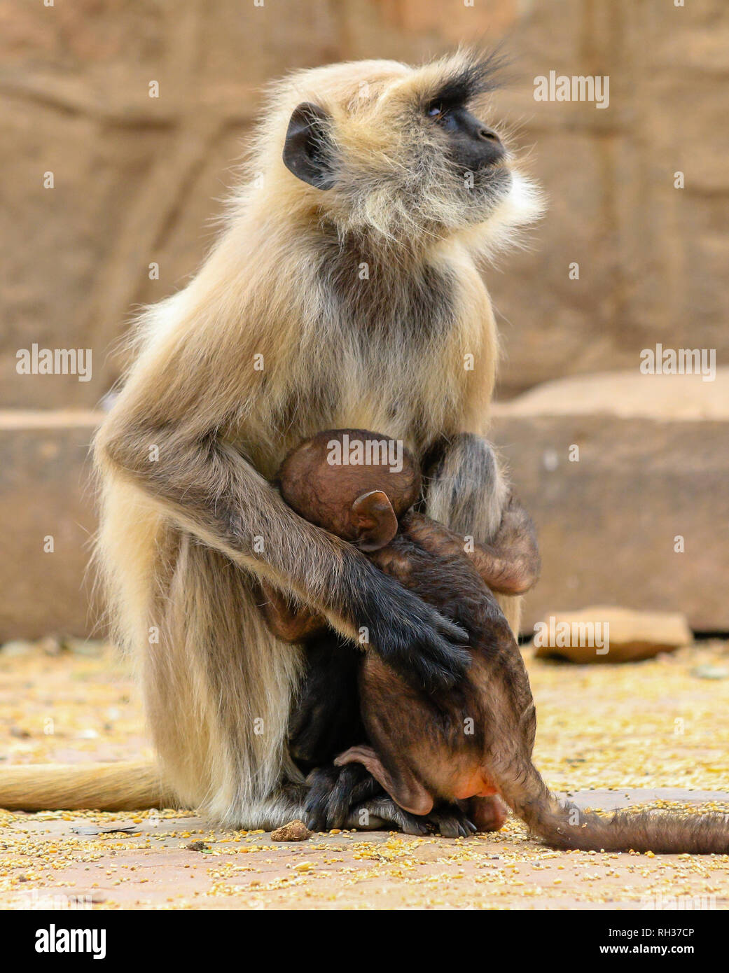 Grigio / langur Hanuman langur (Semnopithecus entellus) scimmia con baby, il Parco nazionale di Ranthambore, Sawai Madhopur, Rajasthan, India Foto Stock